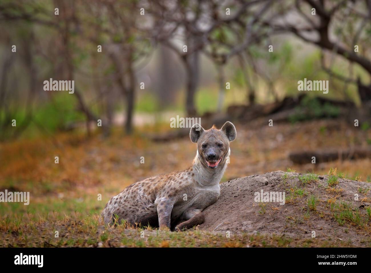 Jeune hyène pup, soins aux mères. Famille Hyena, portrait détaillé. Bouée d'hyène tachetée, crocuta crocuta, animal en colère près du trou d'eau, coucher du soleil en soirée et Banque D'Images