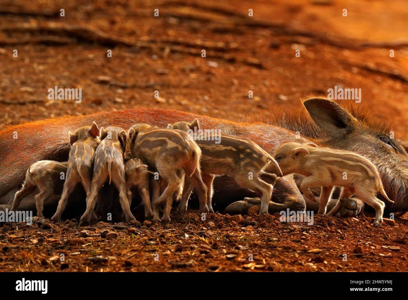 Pig Family, Indian Boar, parc national de Ranthambore, Inde, Asie. Grande famille sur route de gravier dans la forêt. Comportement animal, parents avec des petits sucer Banque D'Images