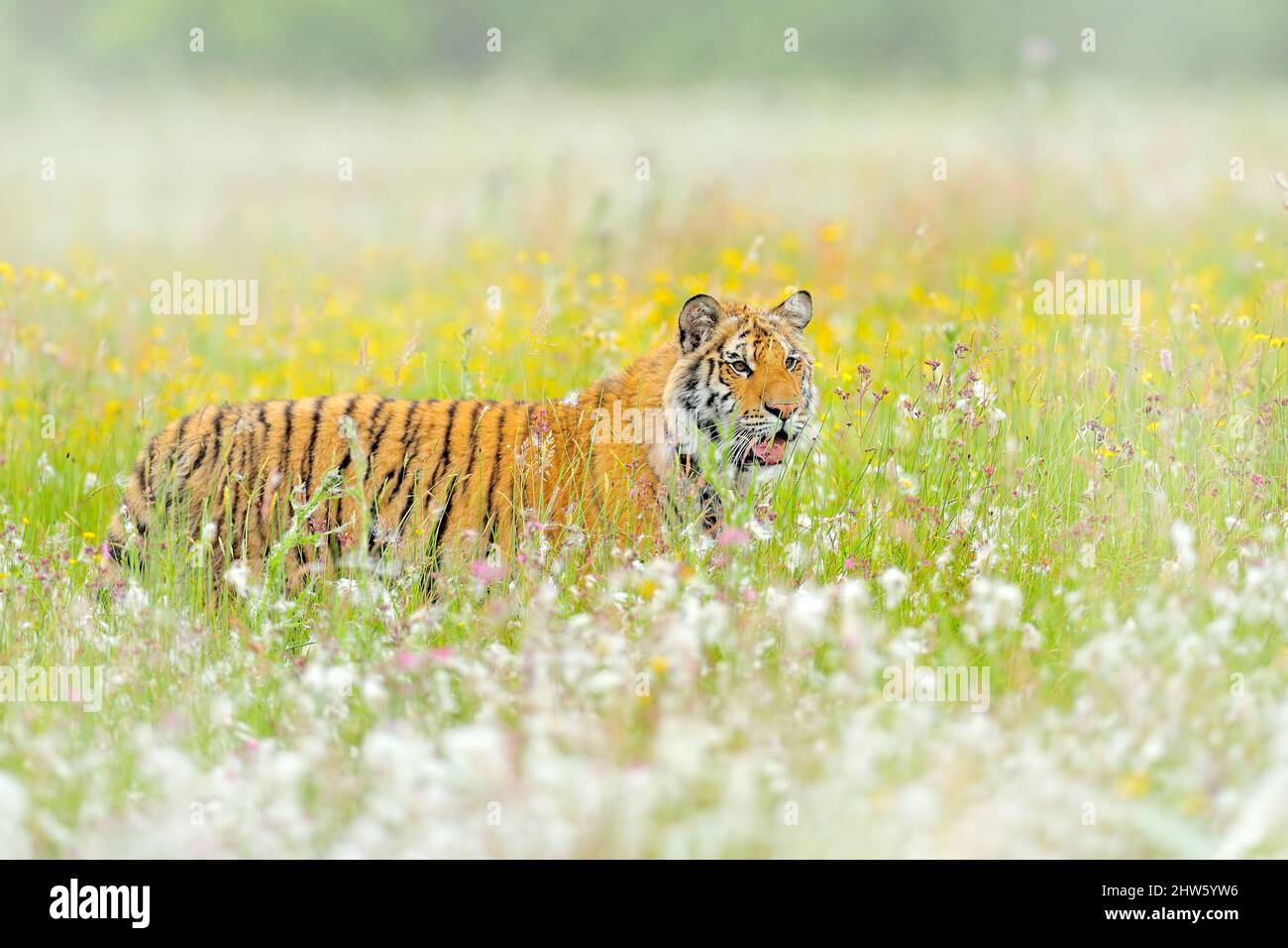 Chasse au tigre d'Amur dans l'herbe de coton blanc vert. Animal dangereux, taïga, Russie. Grand chat assis dans l'environnement. Chat sauvage dans la nature sauvage. Sibérie Banque D'Images