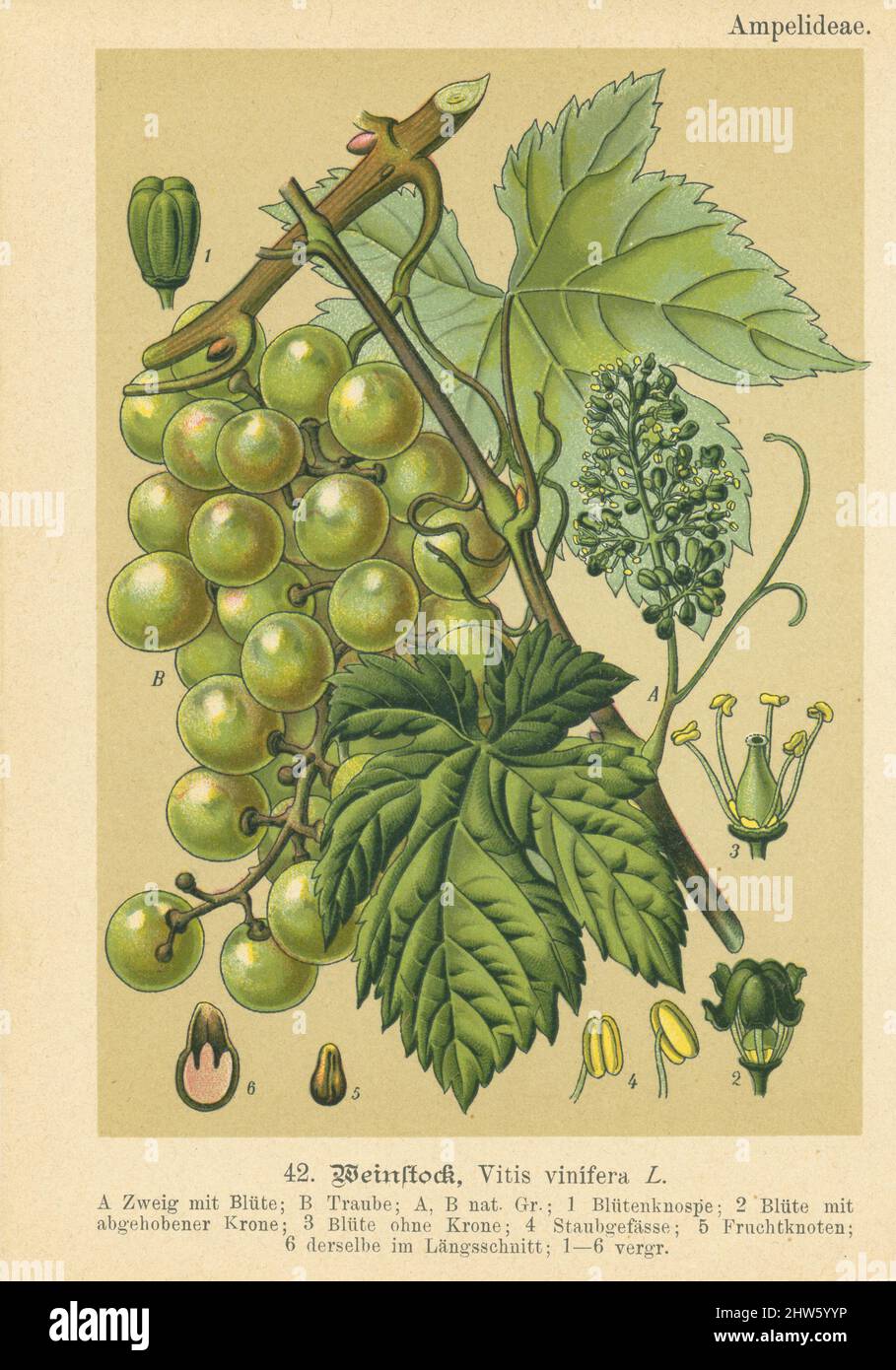 Le chromolithographe botanique antique original des raisins verts, a été publié par Verlag von FR. Eugen Kohler, 1895. Le copyright a expiré sur cette illustration Banque D'Images