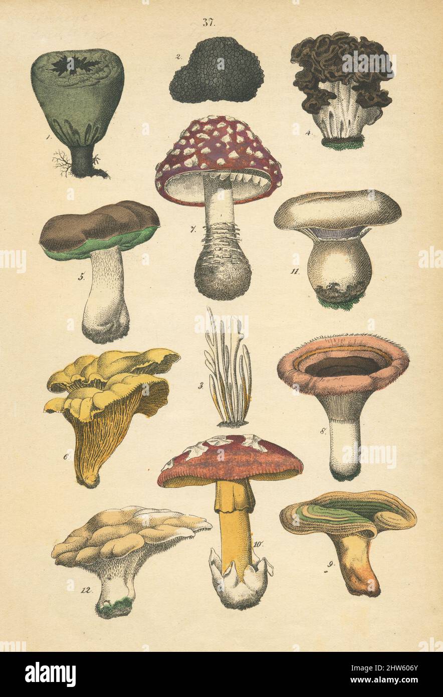 Une feuille de chromolithographie botanique antique avec des champignons de la fin du 19th siècle. Le copyright a expiré sur cette illustration. Banque D'Images