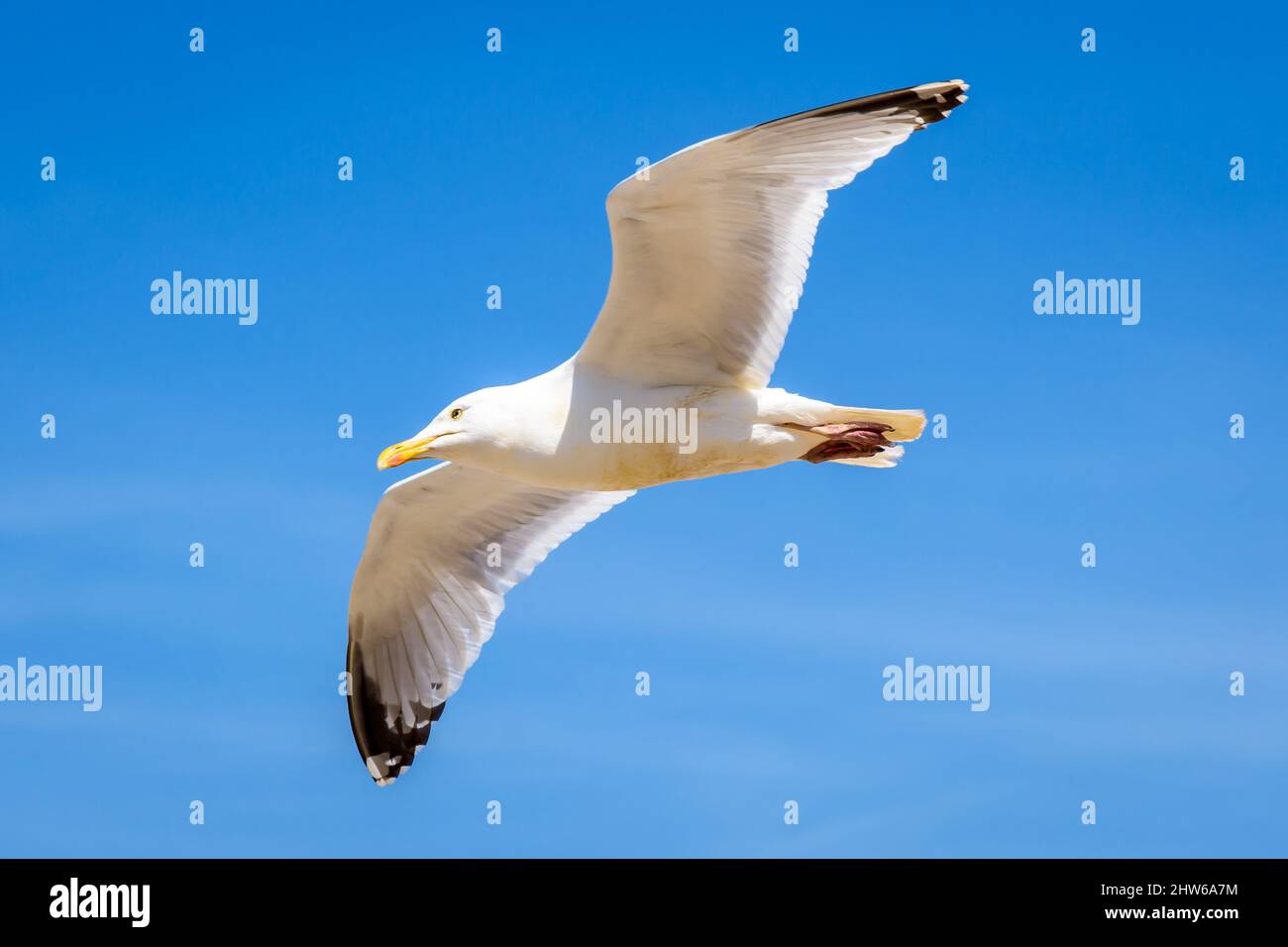 Un goéland de hareng adulte (Larus argentatus) glisse en vol contre le ciel bleu. Banque D'Images