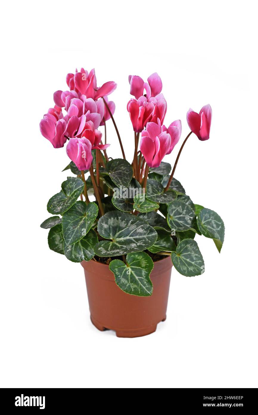 Fleurs roses 'Cyclamen persicum' dans le pot à panier sur fond blanc Banque D'Images