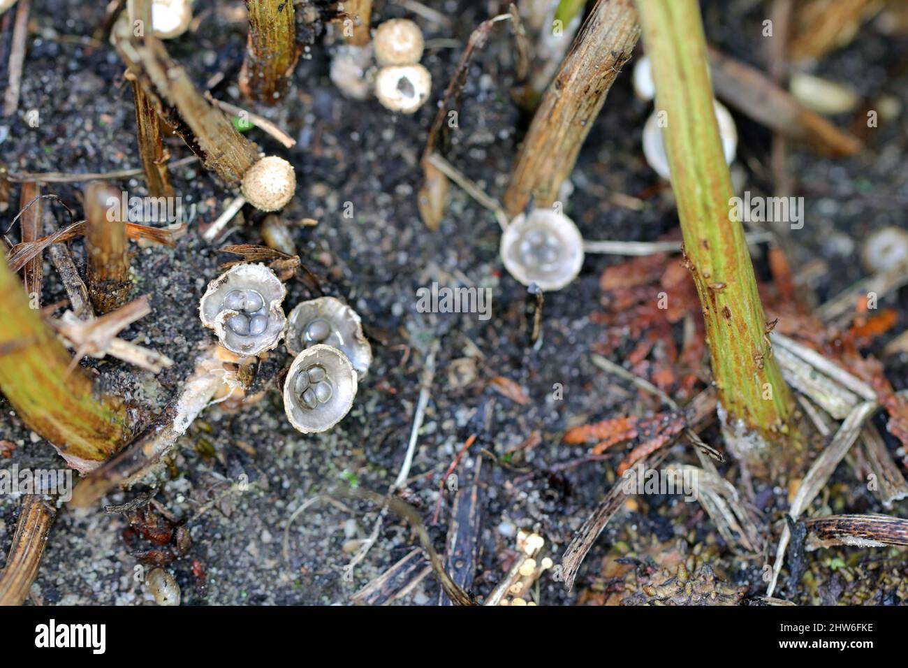 White Bird's Nest champignon (Crucibulum laeve) avec les fructifications en forme d'oeuf à l'intérieur du nid peridioles ''. Banque D'Images