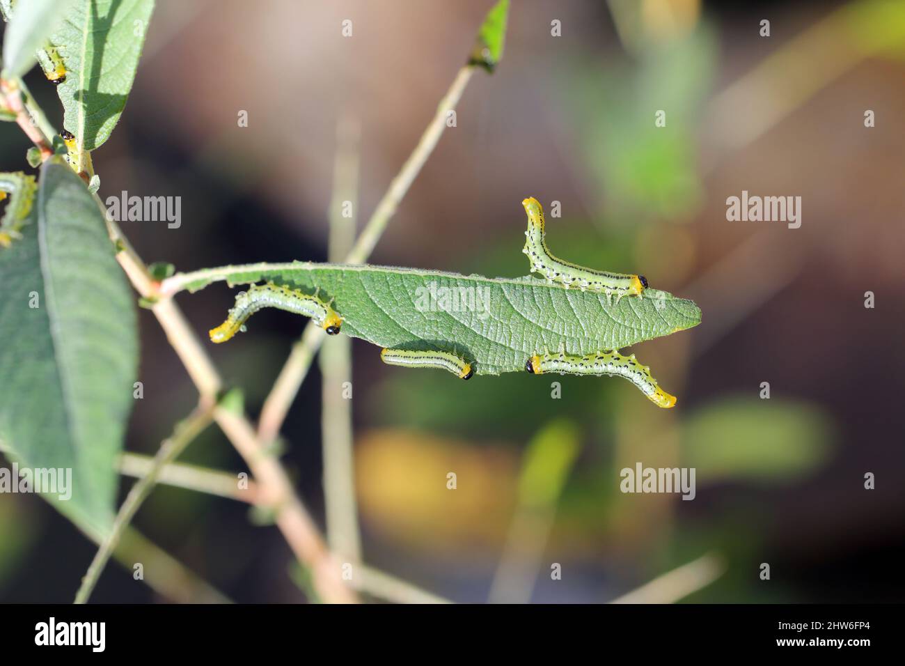 Chenilles de Pteronidea salicis - ravageur qui mange des feuilles de saules, également cultivées dans des jardins Banque D'Images