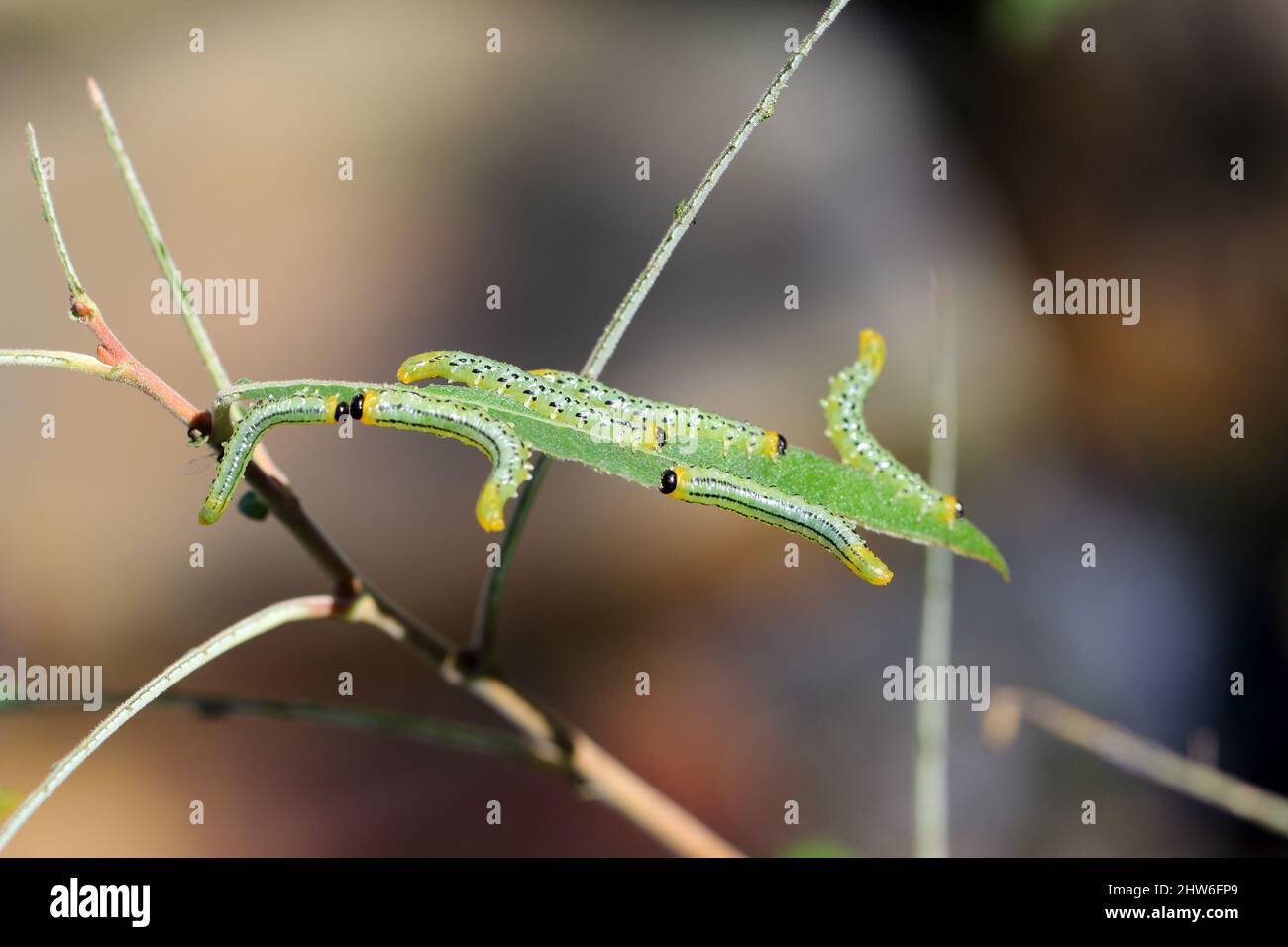 Chenilles de Pteronidea salicis - ravageur qui mange des feuilles de saules, également cultivées dans des jardins Banque D'Images