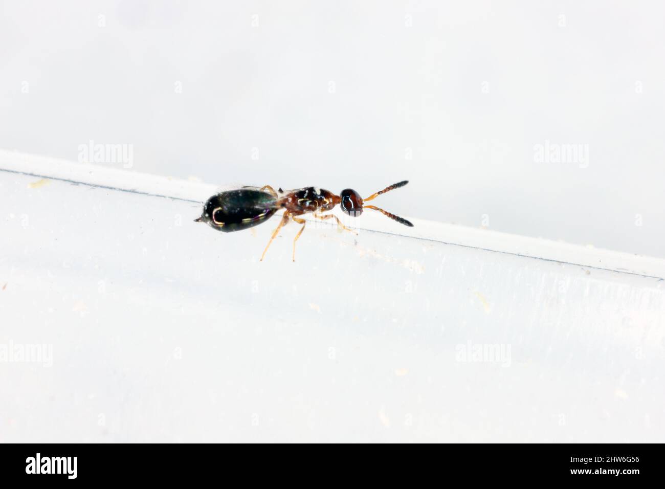 Theocolax elegans est une espèce parasite minuscule de guêpe du genre Theocolax. C'est un parasite des stades immatures des insectes ravageurs des grains entreposés. Banque D'Images