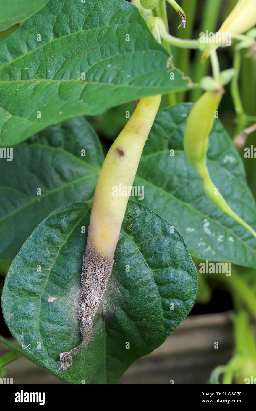 Masse de spores de Botrytis cinerea sur une gousse de haricots mange-tout infectée. Maladie fongique - moisissure grise. Banque D'Images