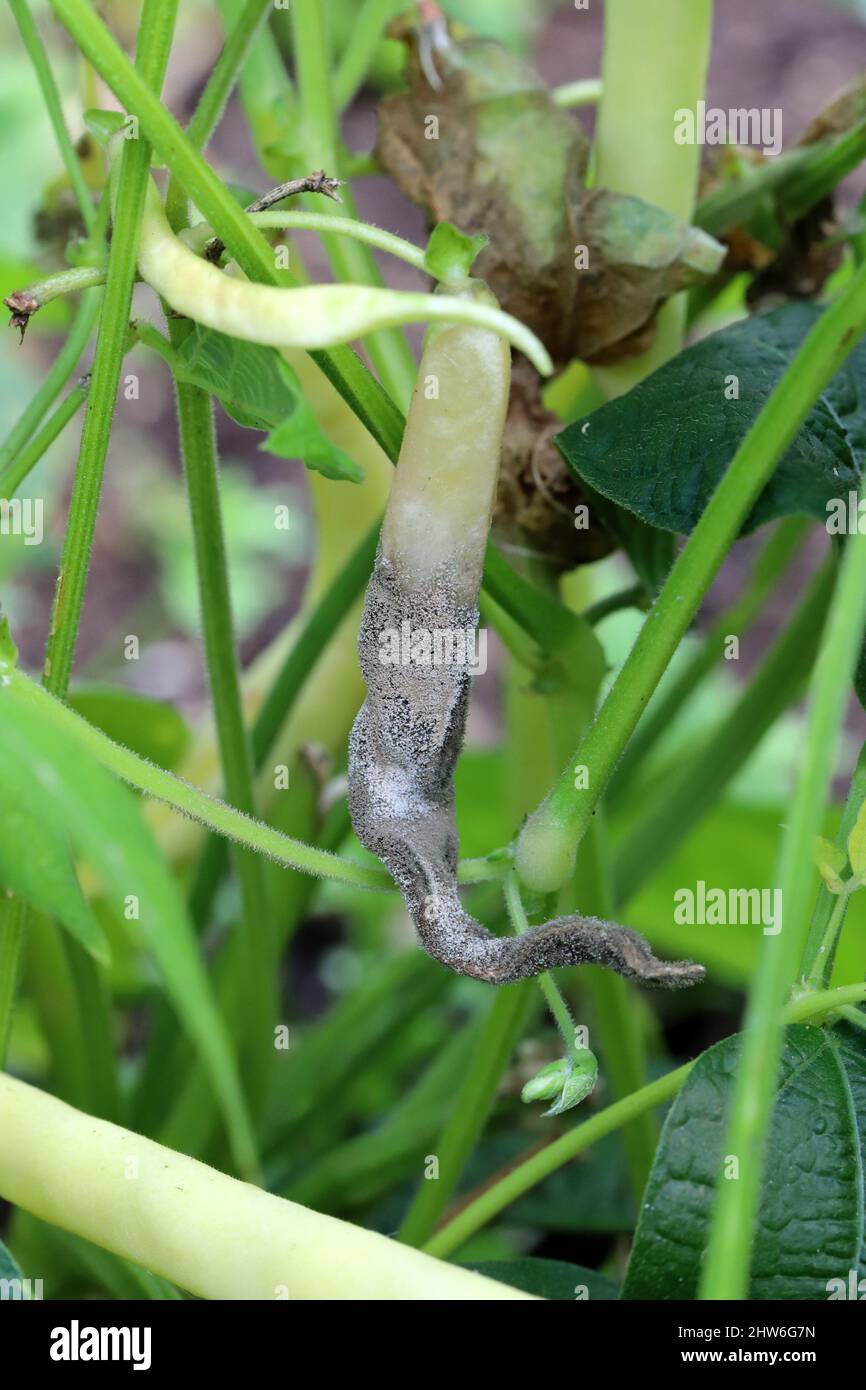 Masse de spores de Botrytis cinerea sur une gousse de haricots mange-tout infectée. Maladie fongique - moisissure grise. Banque D'Images