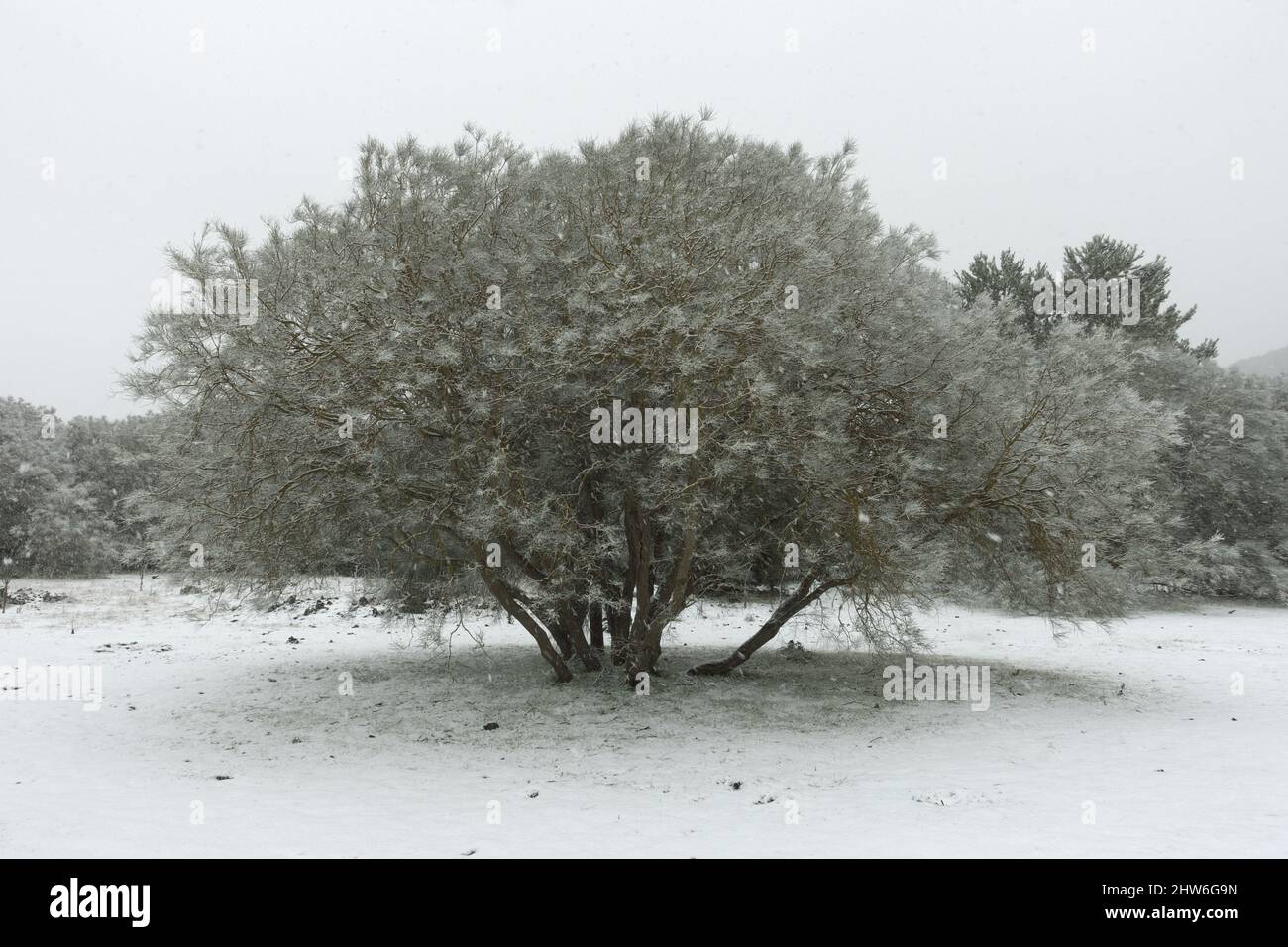 Neige blanche tombant sur le sol avec des arbres couleur paysage de Sicile en hiver Banque D'Images