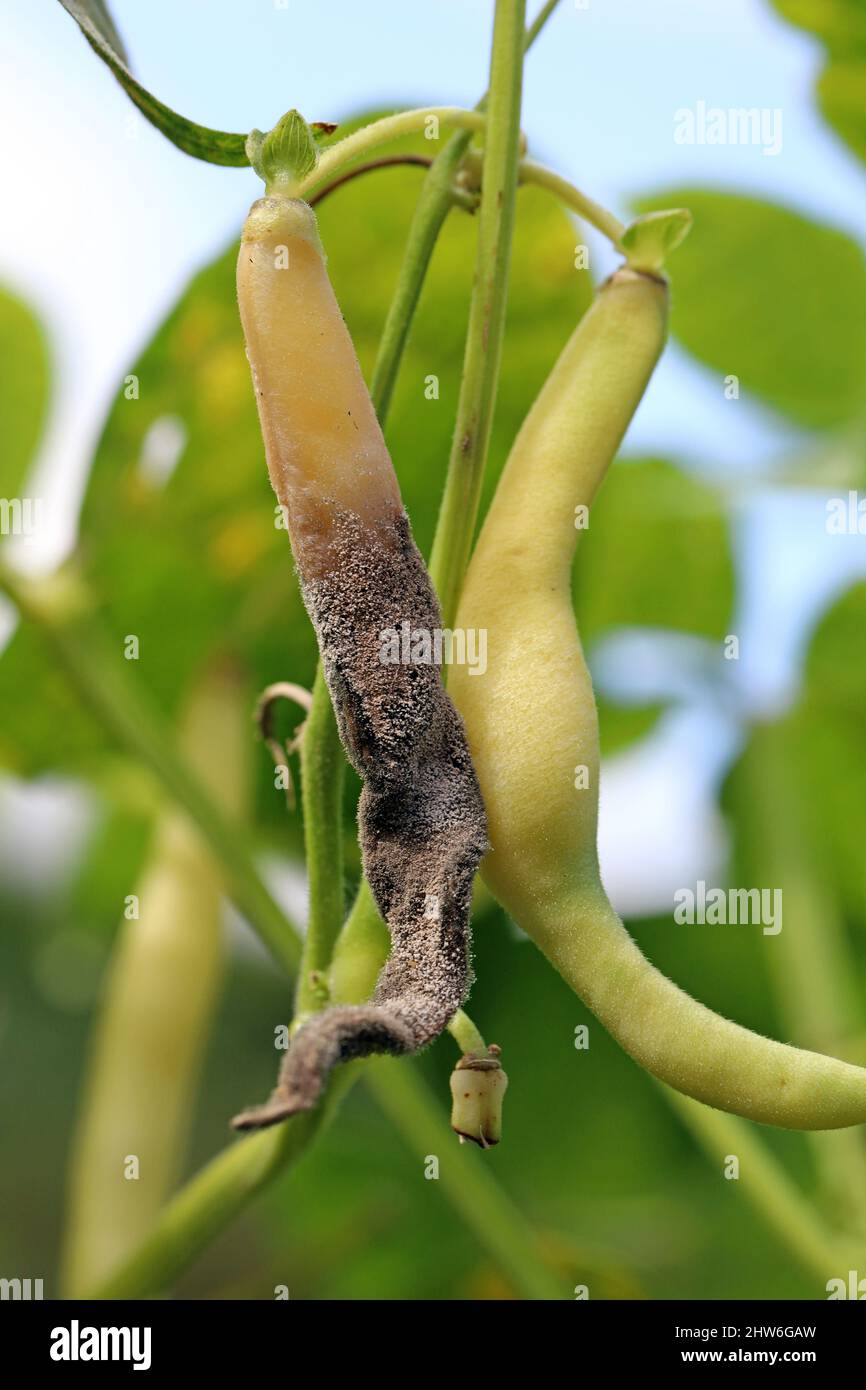 Masse de spores de Botrytis cinerea sur une gousse de haricots mange-tout infectée. Maladie fongique - moisissure grise. Banque D'Images