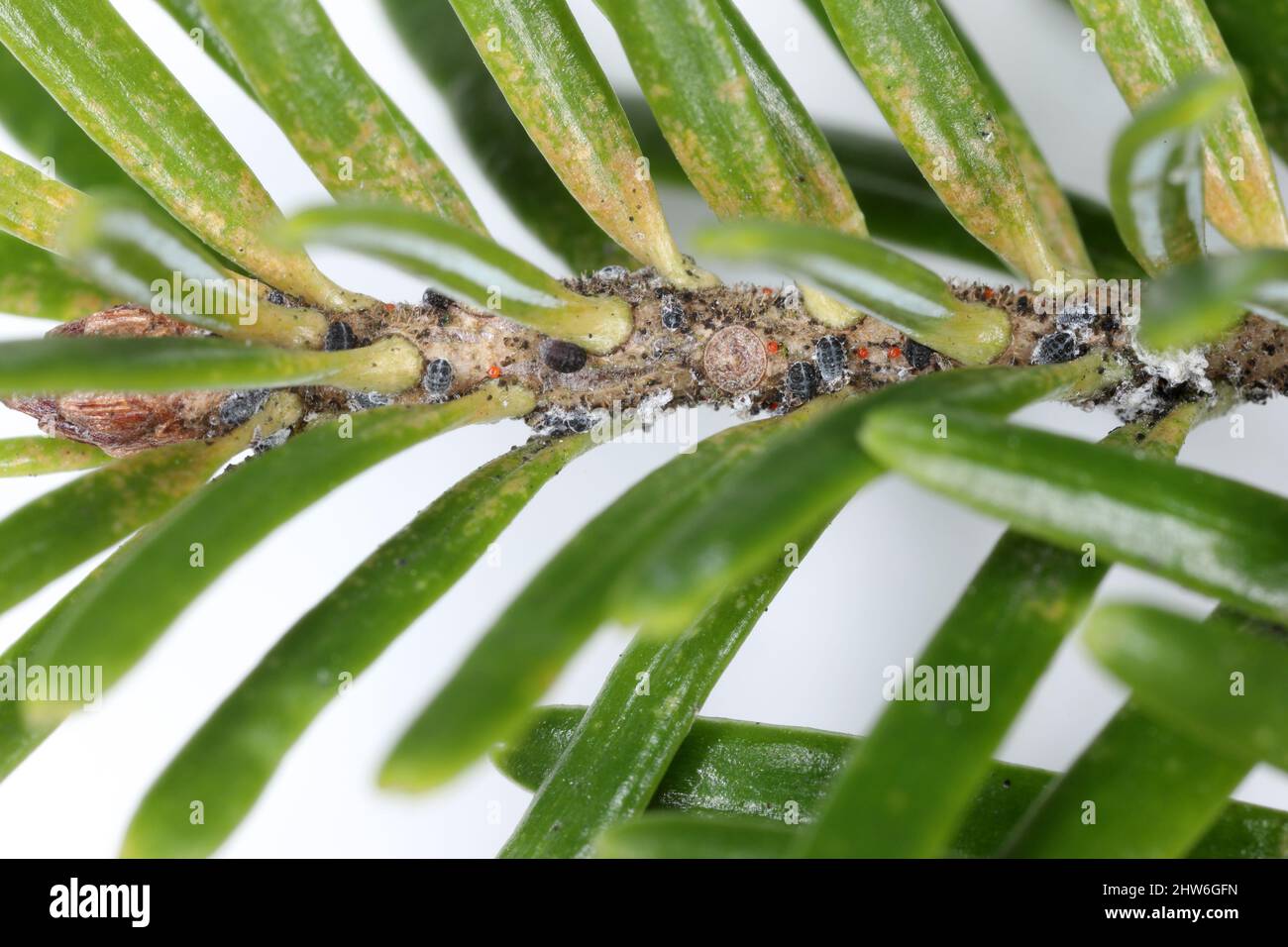 Silver Fir Woolly Woopuid -Dreyfusia nordmannianae sur une pousse de sapin. Ravageurs dangereux des sapins dans les forêts et les jardins. Banque D'Images