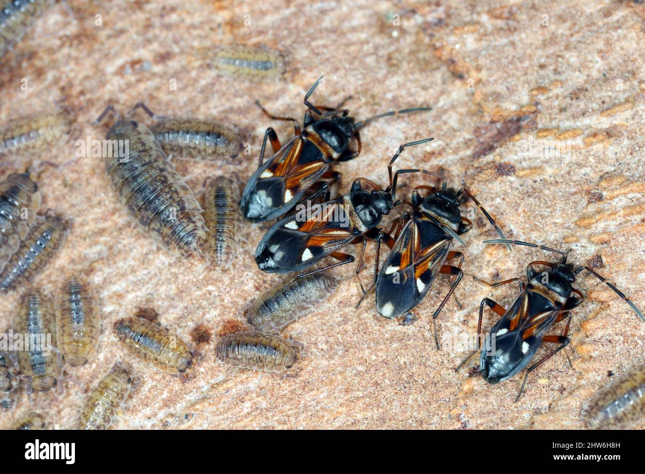 Les souris à bois rugueuses communes Porcellio scabre et les insectes de graines d'Elm hivernent sous l'écorce des arbres. Banque D'Images