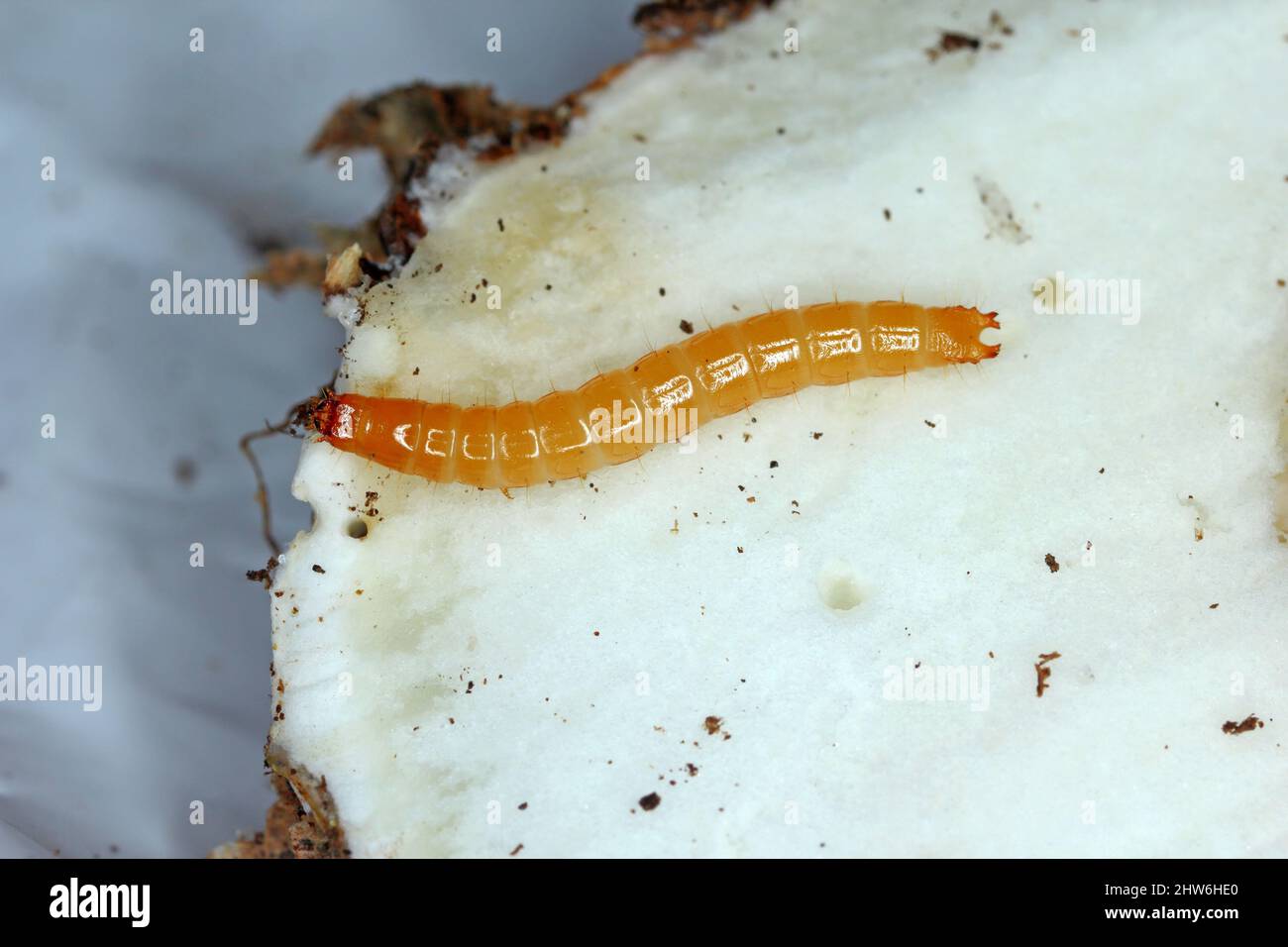 Le ver à tête (une larve de coléoptères de la famille des léoptères clic - Elateridae) dans un champignon. Banque D'Images