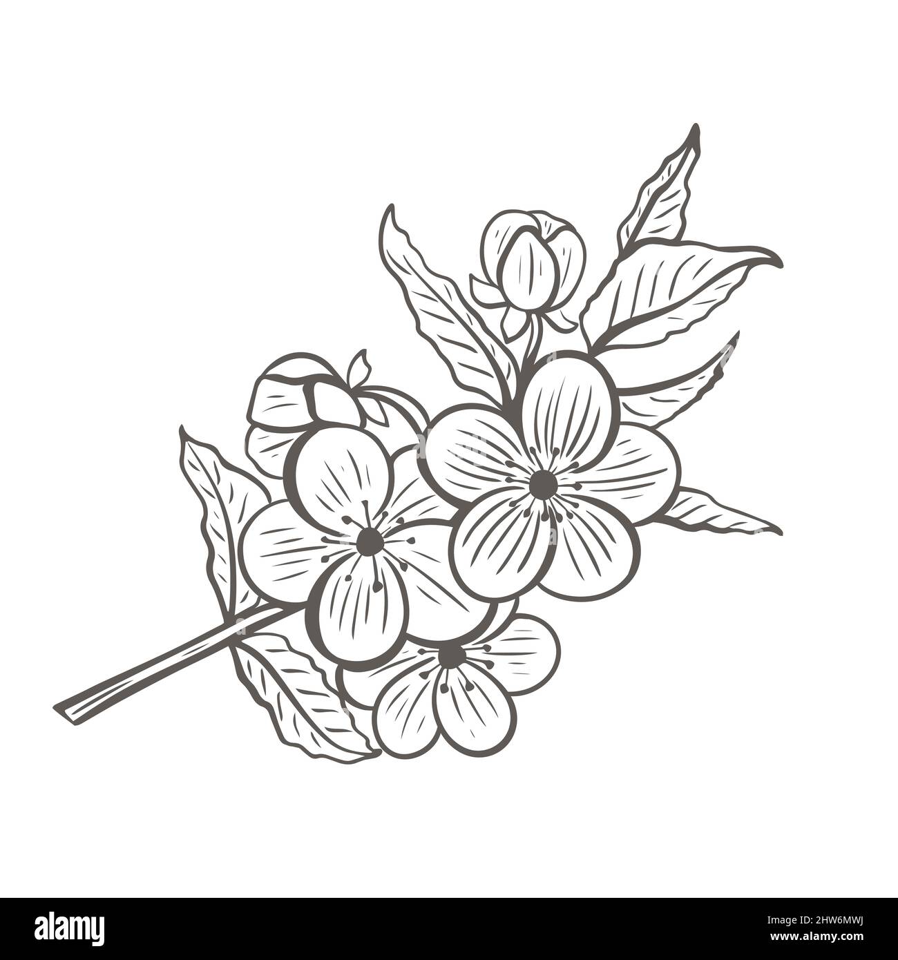 Esquisse de branche d'arbre en fleurs Illustration de Vecteur