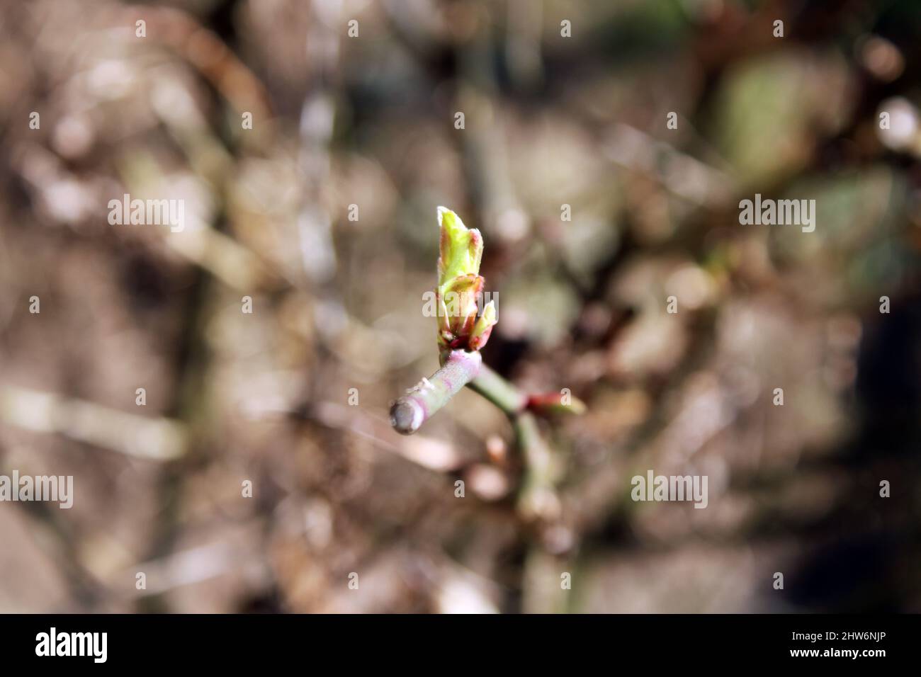 Le matin d'hiver et les premières feuilles de roseraie dans une campagne entourant Zagreb, en Croatie Banque D'Images