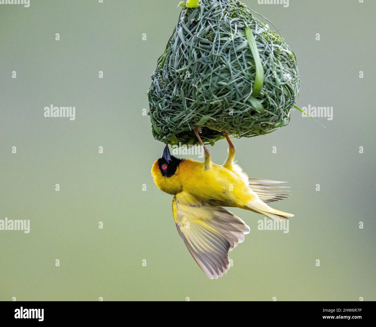 Southern masqué Weaver Bird Building Nest Banque D'Images