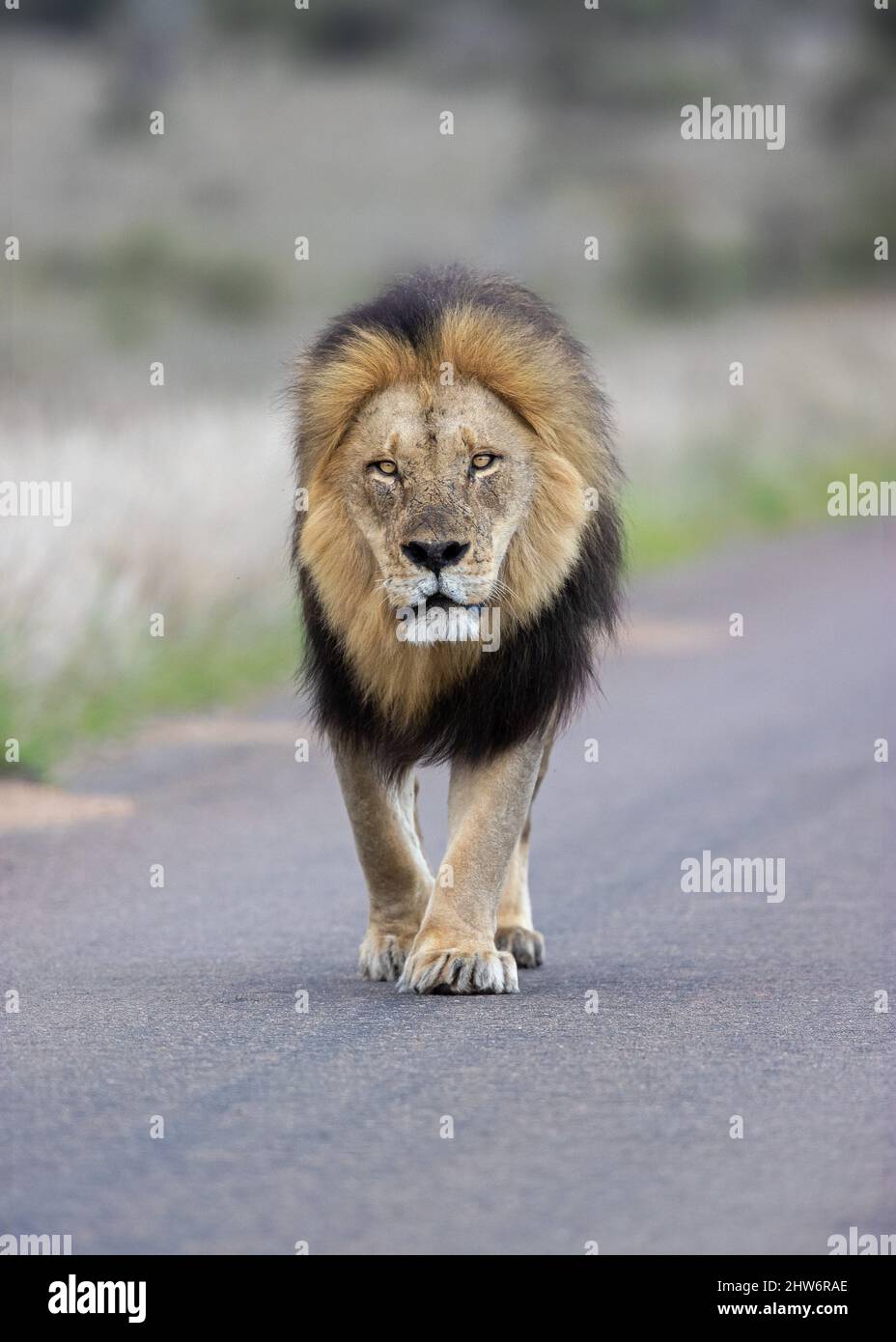 Mâle Black Maned Lion marcher sur la route en regardant tout droit en avant dans Kruger Park, Afrique du Sud Banque D'Images