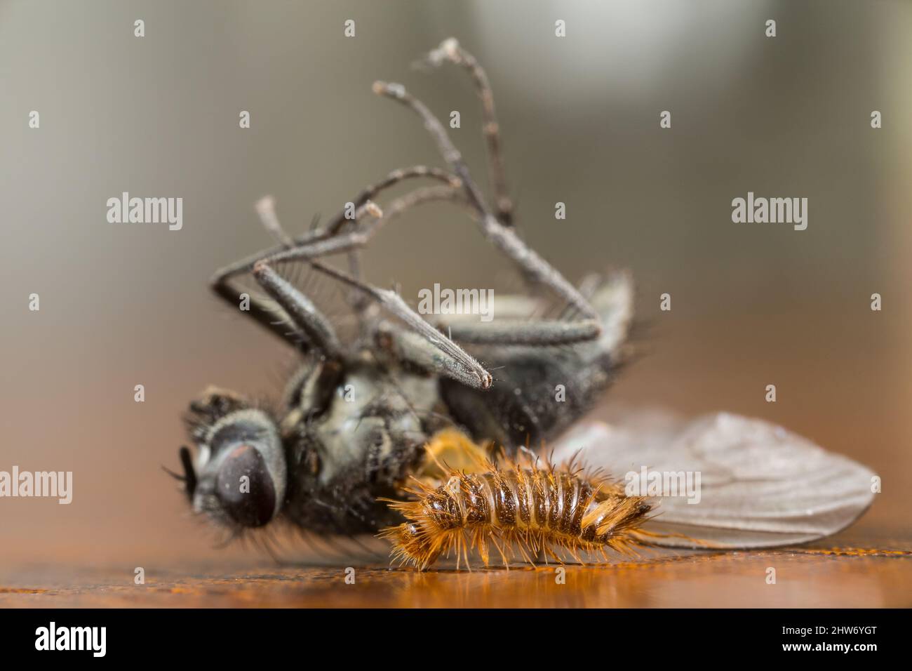 La larve du dendroctone du musée (Anthrenus museorum) enquête sur une mouche morte Banque D'Images