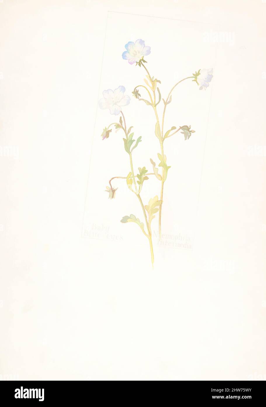 Art inspiré par Baby Blue-Eyes, Nemophila intermedia, 1912–13, aquarelle et encre brune sur graphite, avec dessin de page indiqué en graphite, feuille: 13 11/16 x 9 15/16 po. (34,8 x 25,2 cm), dessins, Margaret Neilson Armstrong (américaine, New York 1867–1944 New York, œuvres classiques modernisées par Artotop avec une touche de modernité. Formes, couleur et valeur, impact visuel accrocheur sur l'art émotions par la liberté d'œuvres d'art d'une manière contemporaine. Un message intemporel qui cherche une nouvelle direction créative. Artistes qui se tournent vers le support numérique et créent le NFT Artotop Banque D'Images