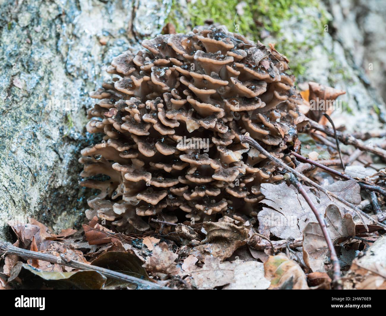 Poule des Bois champignons à la base d'un arbre Banque D'Images