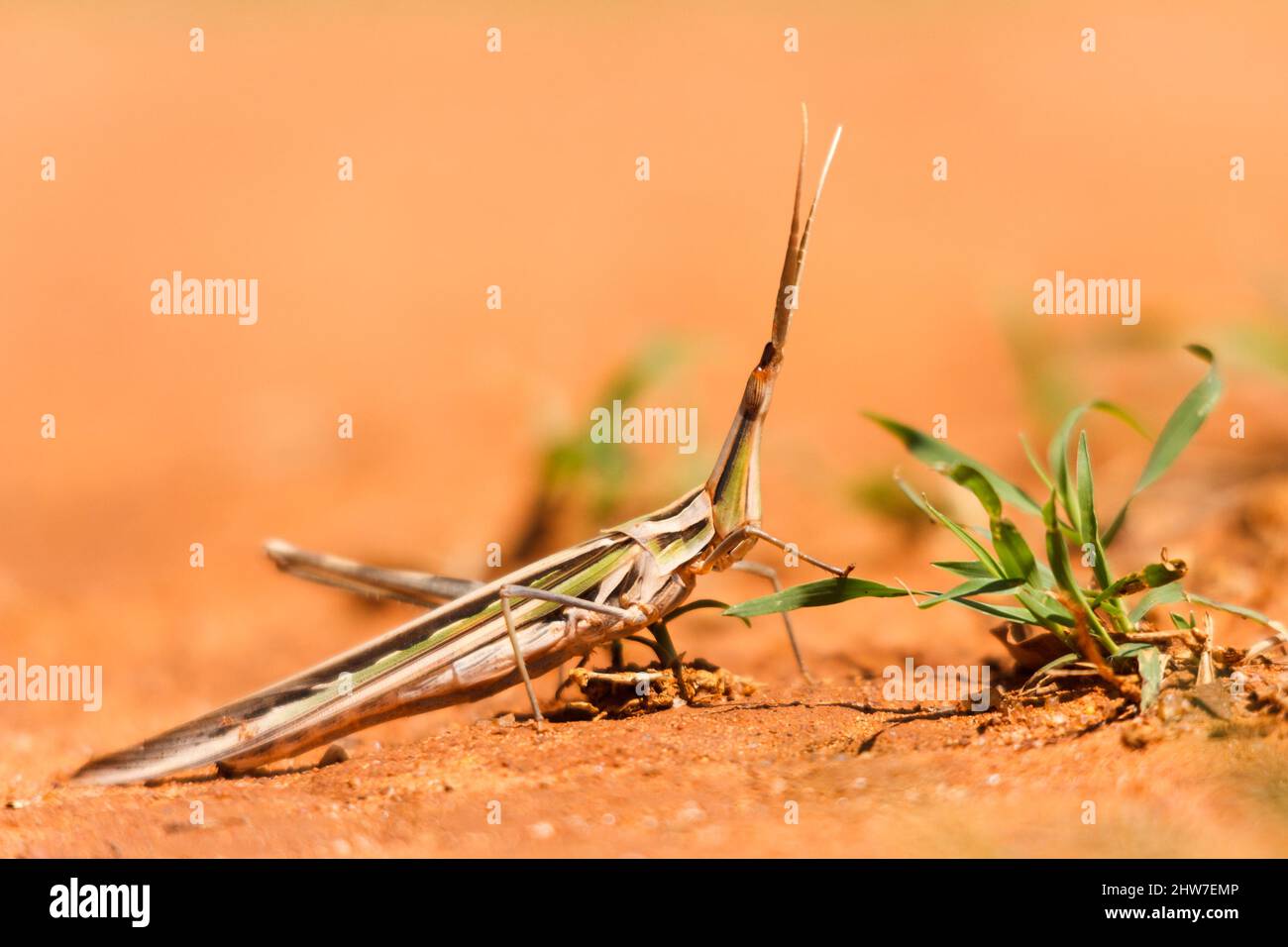 Grasshopper à cornes courtes, Truxaloides sp., réserve naturelle privée de Zwartkloof, Bela-Bela, Limpopo, Afrique du Sud Banque D'Images