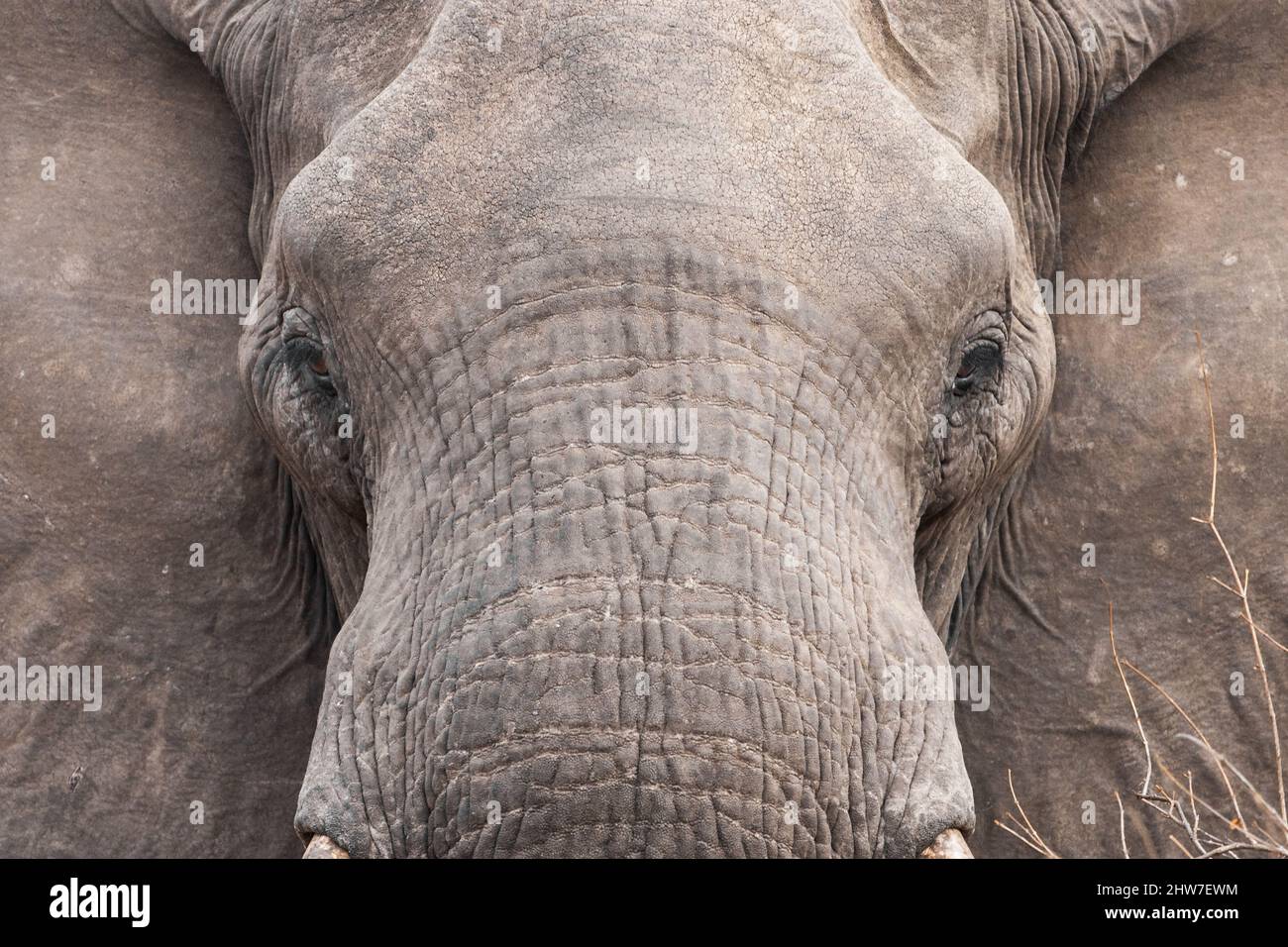 Portrait de l'éléphant d'Afrique masculin, Loxodonta africana, Réserve de gibier privée d'Umbadat, province de Mpumalanga, Afrique du Sud Banque D'Images