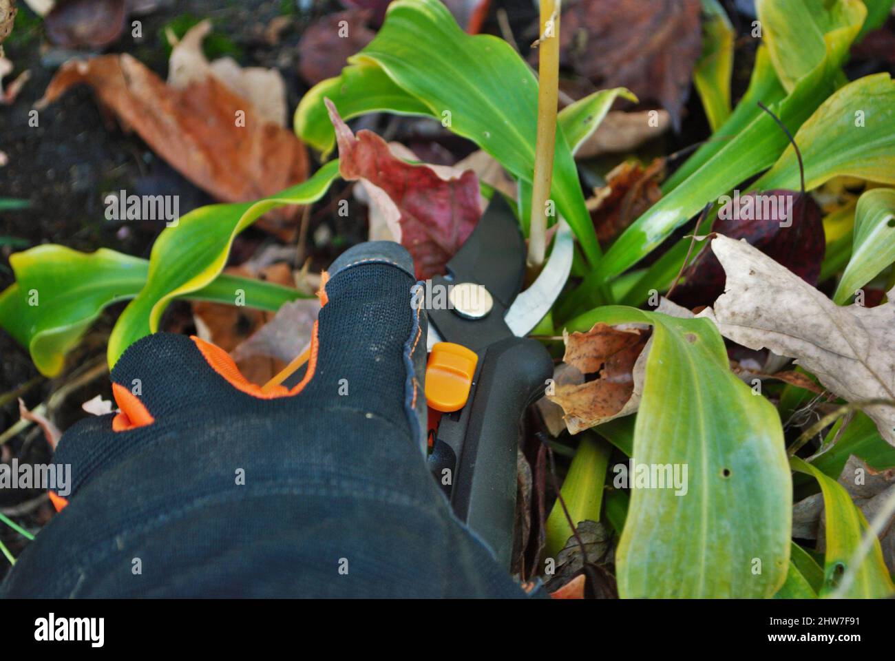 Cisaille à main gantée à l'aide d'un taille-main Banque D'Images