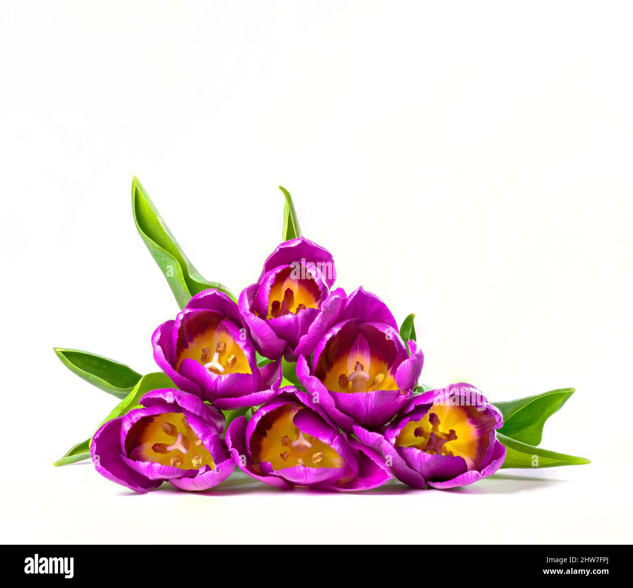 Un bouquet de Tulips violets couchés à plat sur une surface blanche sur un fond blanc Banque D'Images
