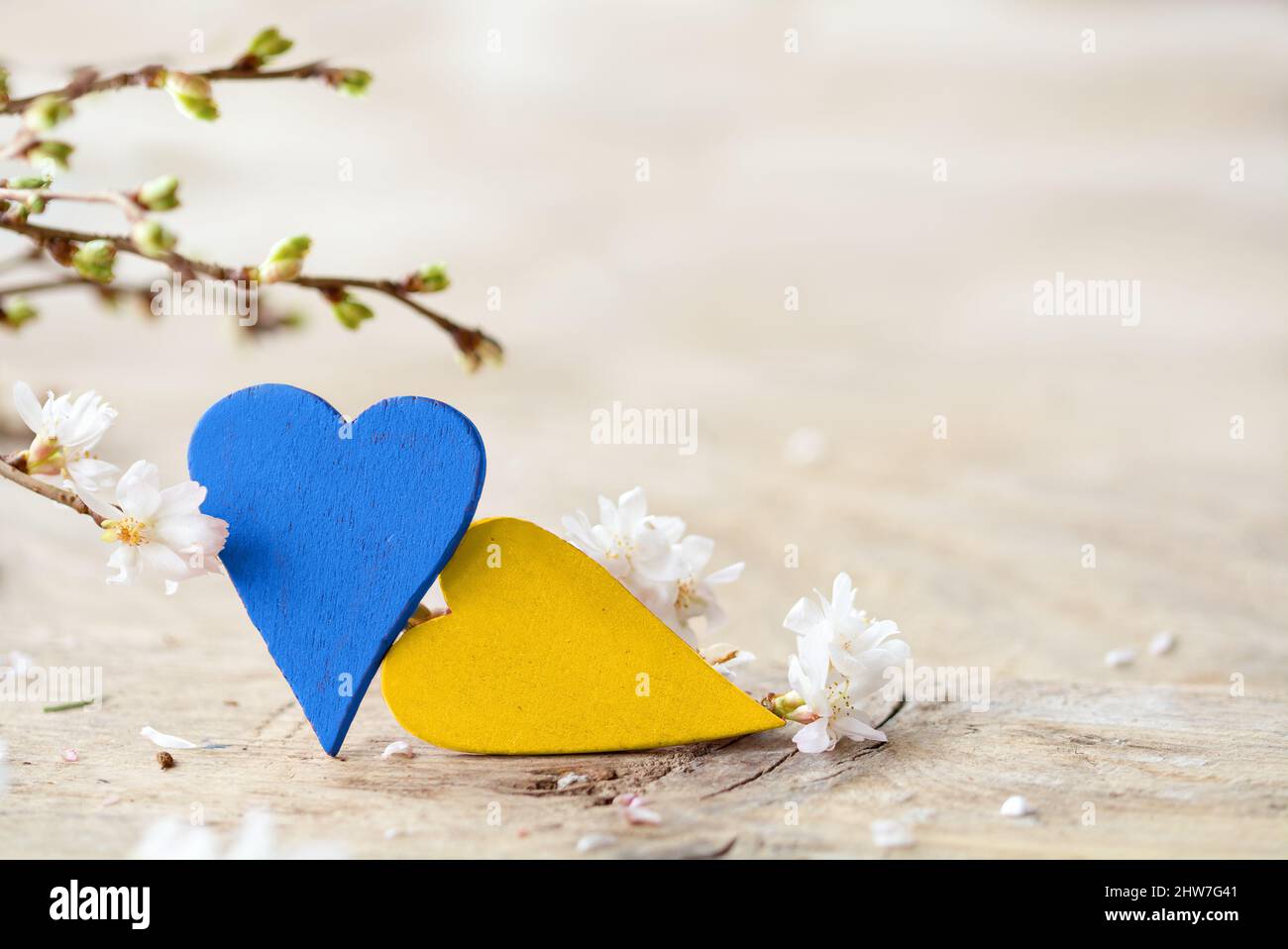 Deux coeurs en bois peints dans les couleurs du drapeau de l'Ukraine bleu et jaune, et fleur branche de cerise d'hiver sur une table en bois rustique brillant, symbole Banque D'Images