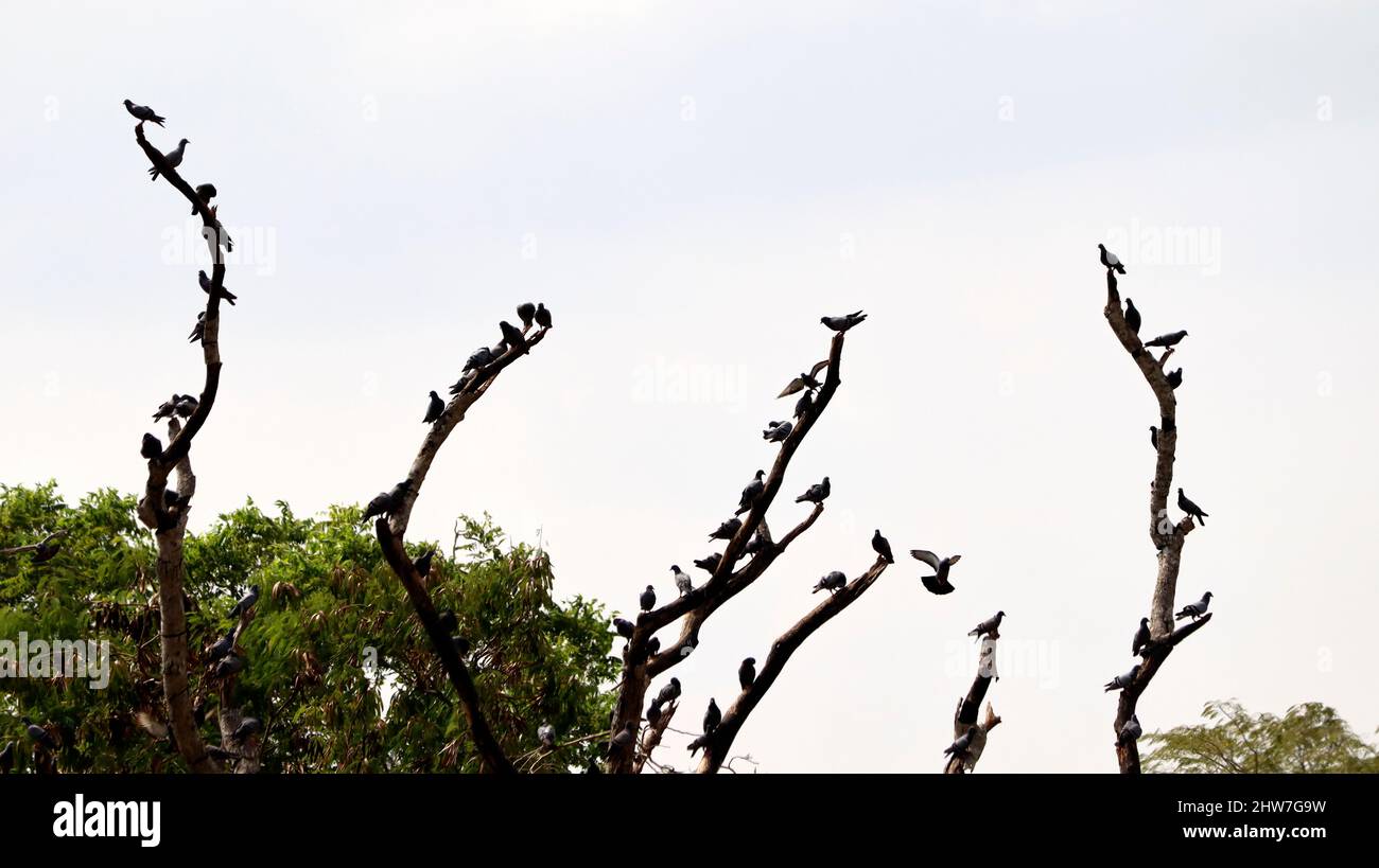 Un troupeau de pigeons est perché sur une branche d'arbre sèche. Avec fond de ciel Banque D'Images