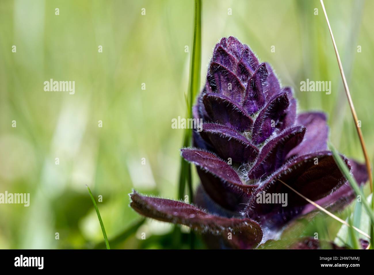 Gros plan d'un bugle pyramidal violet (Ajuga pyramidalis) qui fleuriit sur un fond vert Banque D'Images