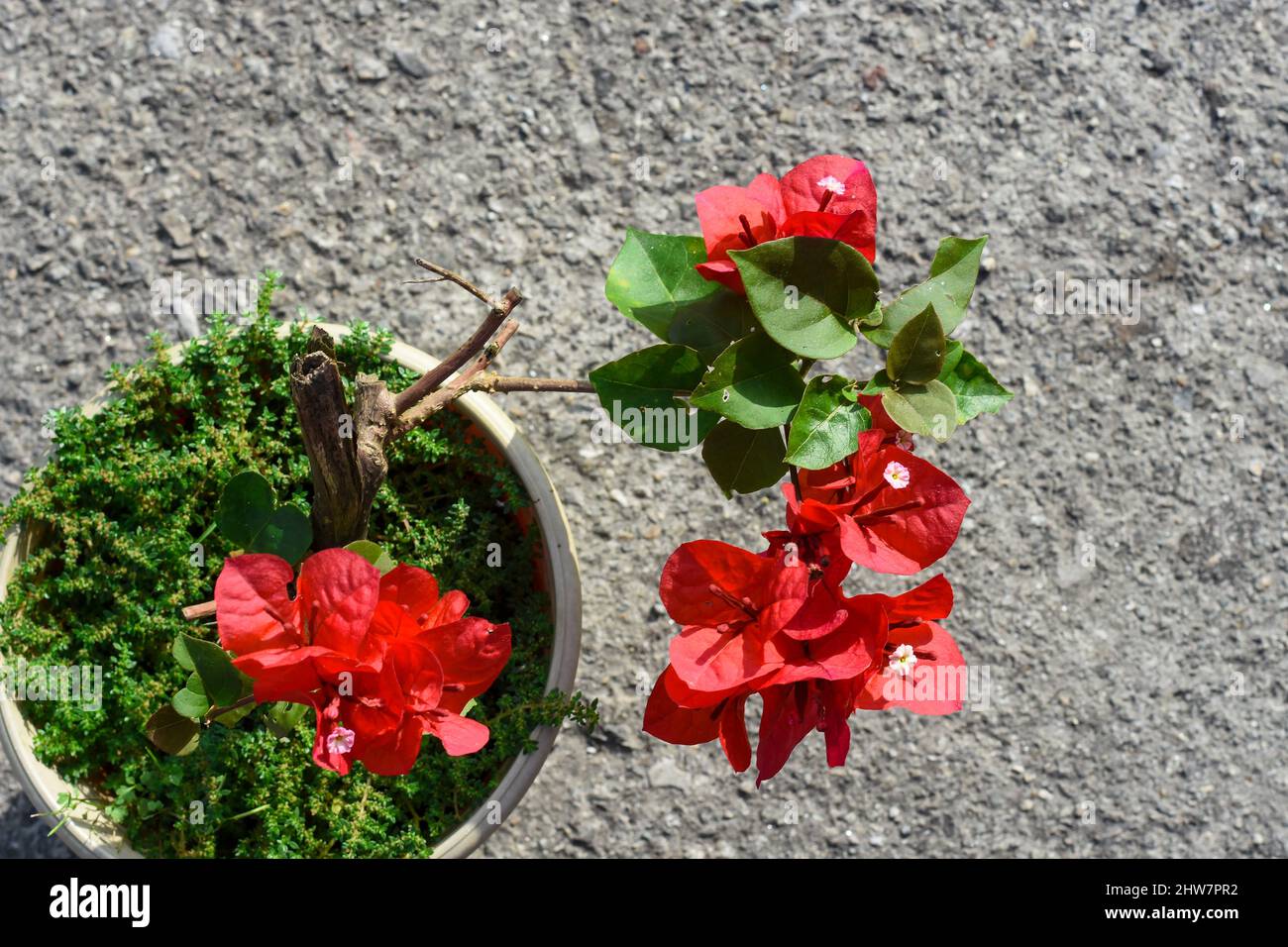 Le bougainvillea glabra est parfois appelé 'fleur de papier' parce que ses bractées sont minces et papeties. Arbuste d'escalade énergique Evergreen avec tiges épineuses Banque D'Images