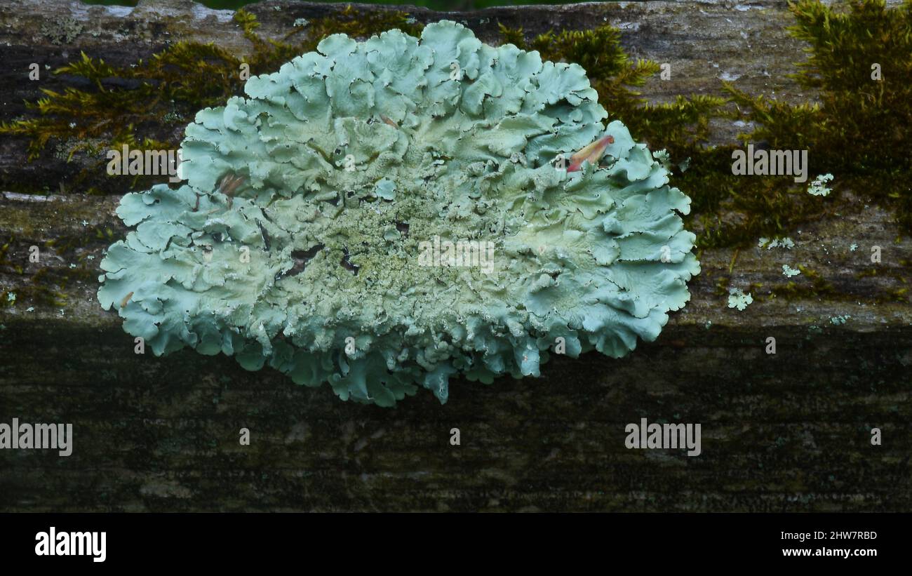 Gros plan d'un lichen greenshield (Flavopharmelia caperata) Banque D'Images
