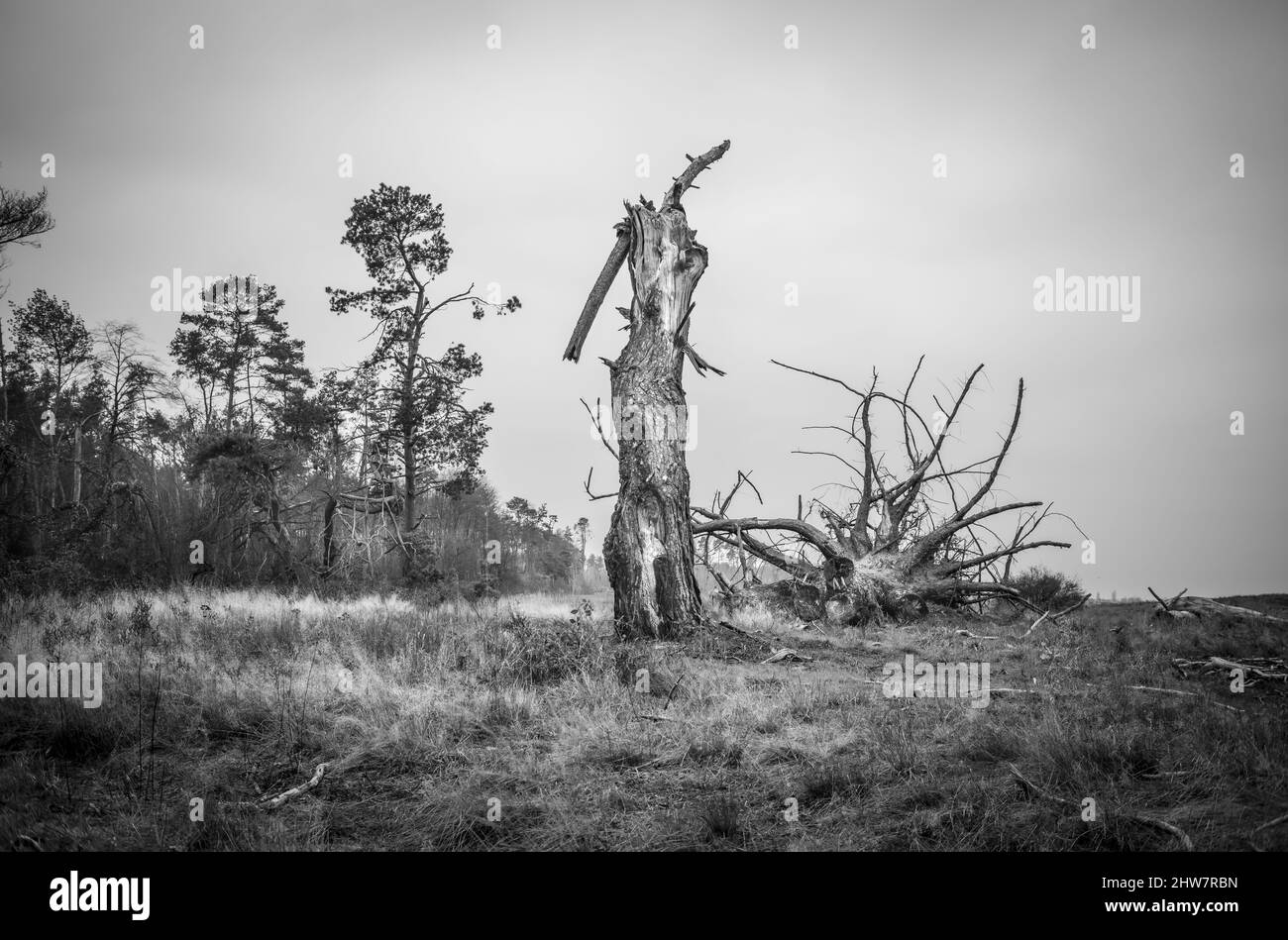 Cliché en niveaux de gris d'un arbre brisé Banque D'Images