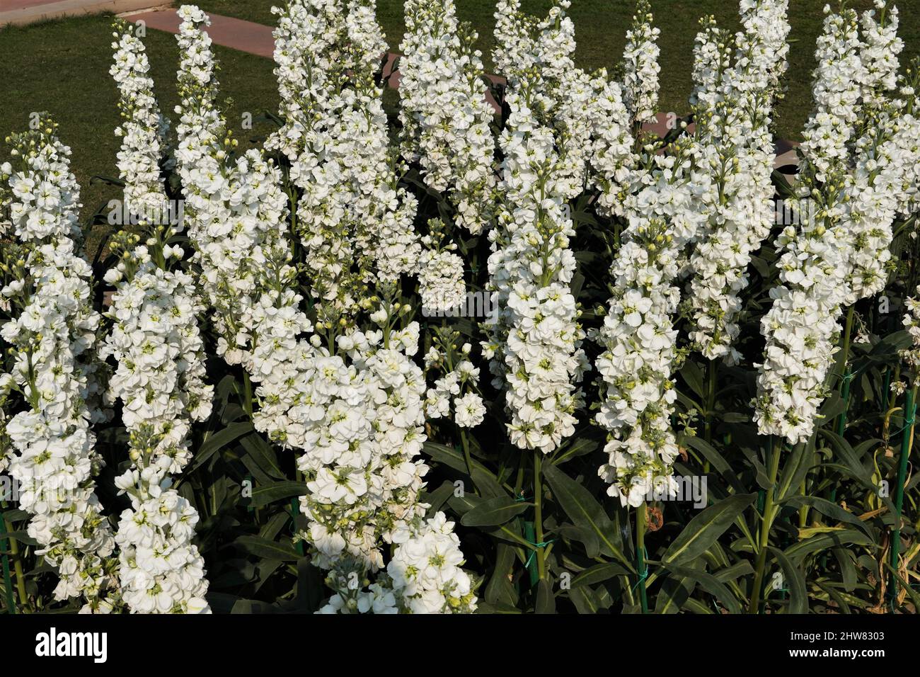 Veronica Gentianoides Banque D'Images