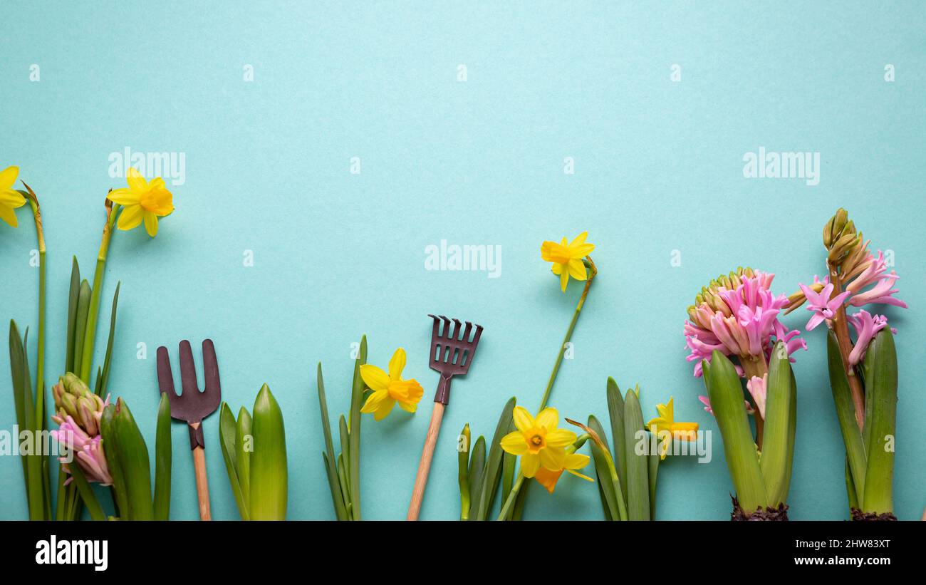 Fond de printemps avec outils de jardin fleurs jaunes Banque D'Images