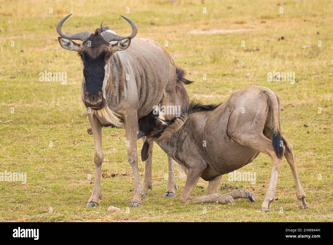 Flétrissement bleu, Connochaetes taurinus, avec veau de lait. Banque D'Images