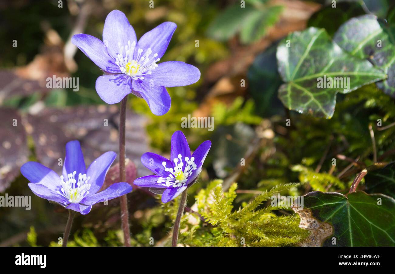 Fleurs du premier printemps. Arrière-plan naturel. Mise au point sélective. Banque D'Images