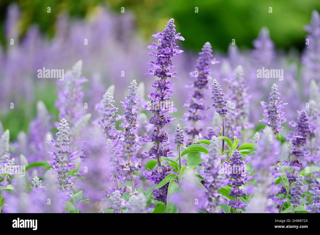 Superbes petits pains de fleurs de lavande fleuris sur le terrain avec foyer sélectif Banque D'Images