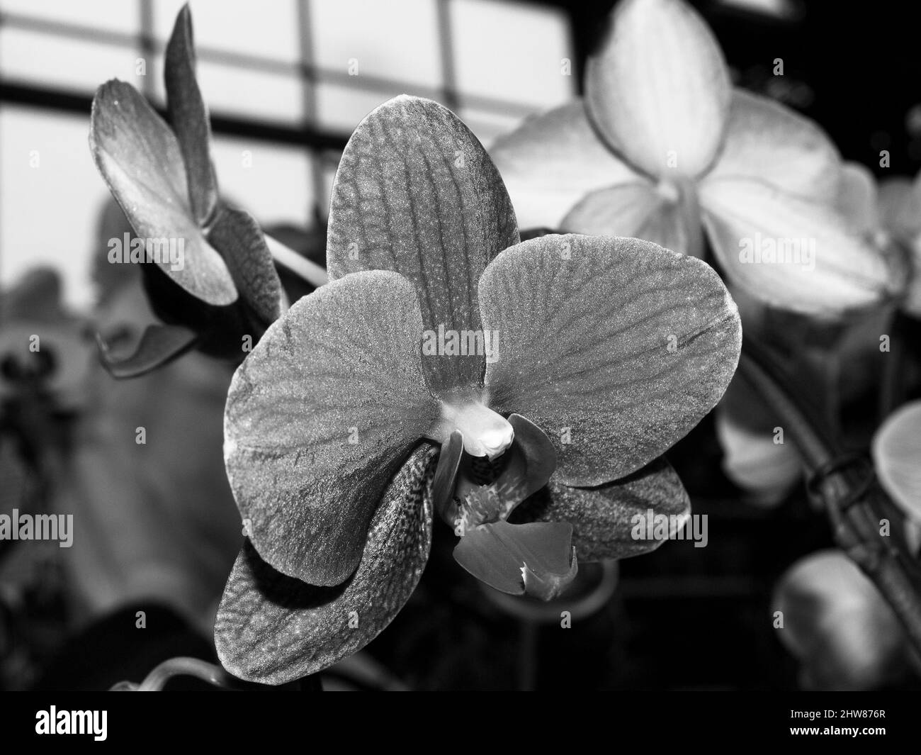 Orchid gros plan. Mise au point sélective. Noir et blanc. Banque D'Images