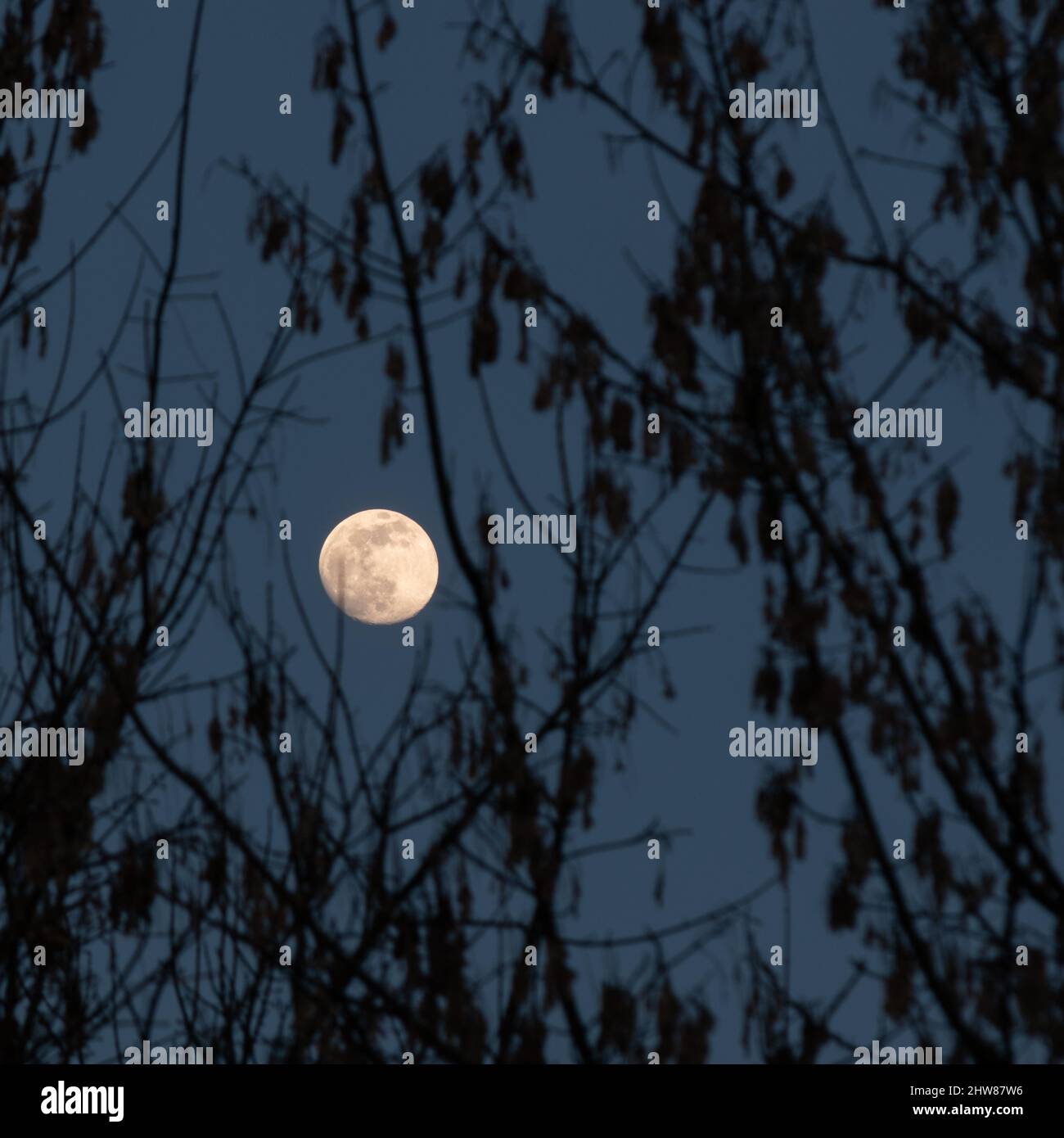 Cirage de la lune de Gibbous sur le ciel du soir entre les branches d'arbre de silhouette - paysage Banque D'Images