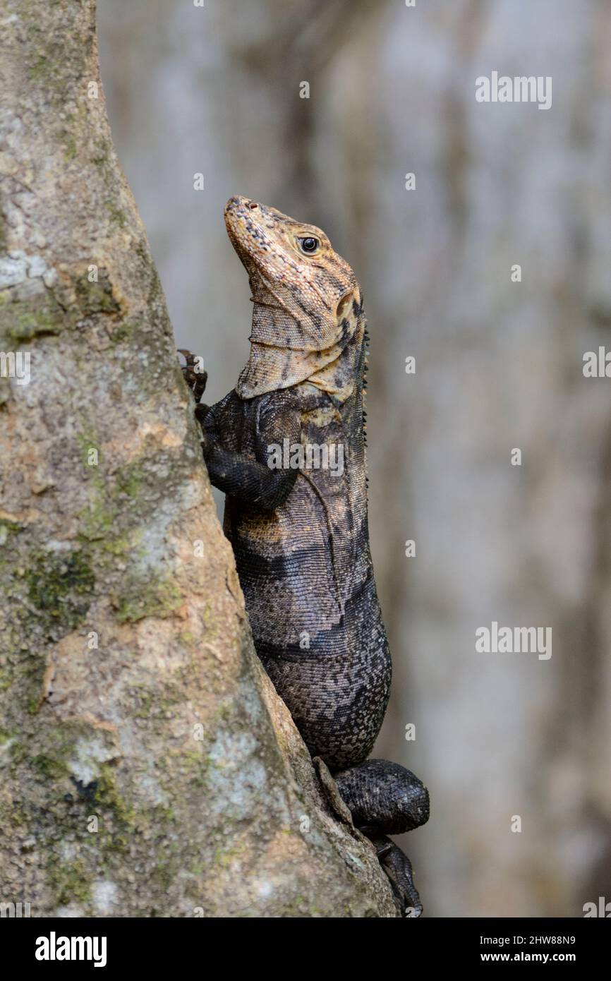 Un grand lézard brun s'accroche à un arbre dans le parc national Manuel Antonio, province de Puntarenas, Quepos, Costa Rica, Amérique centrale Banque D'Images