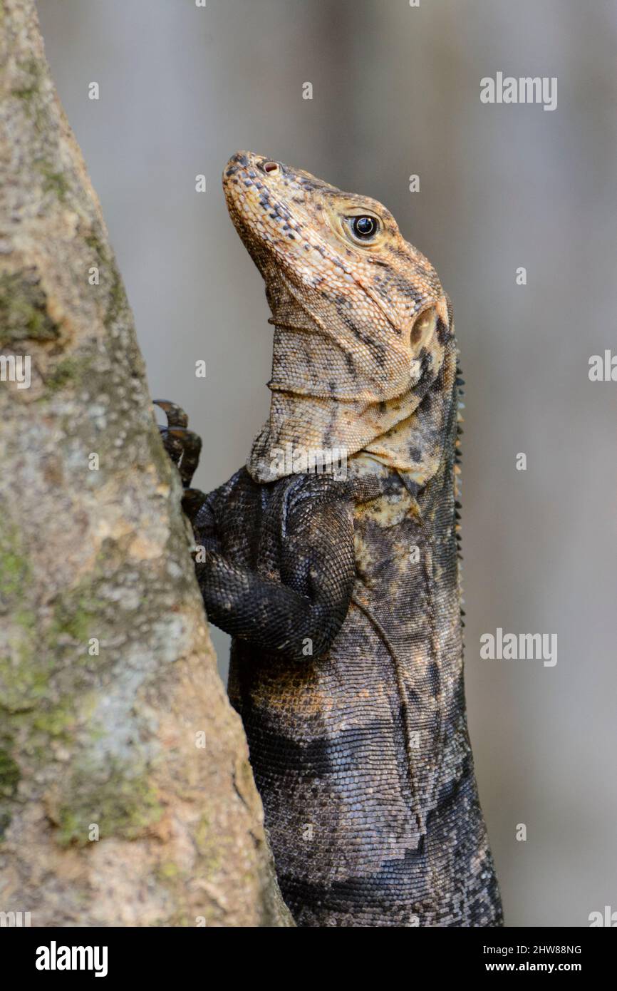 Un grand lézard brun s'accroche à un arbre dans le parc national Manuel Antonio, province de Puntarenas, Quepos, Costa Rica, Amérique centrale Banque D'Images