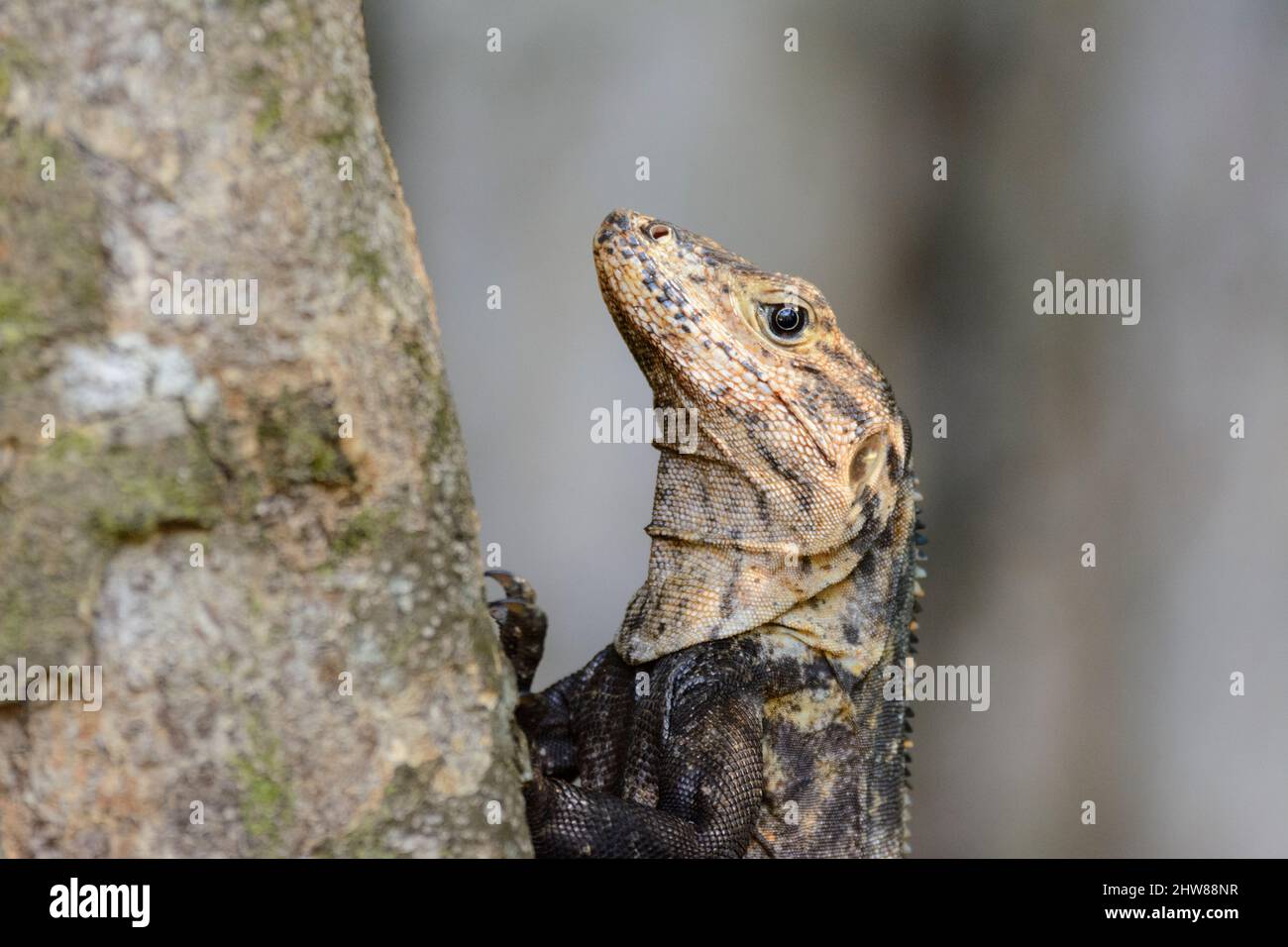 Un grand lézard brun s'accroche à un arbre dans le parc national Manuel Antonio, province de Puntarenas, Quepos, Costa Rica, Amérique centrale Banque D'Images