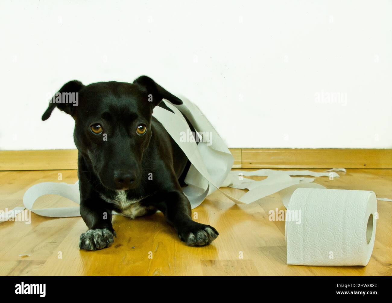 un joli petit chien noir jouant avec du papier toilette Banque D'Images
