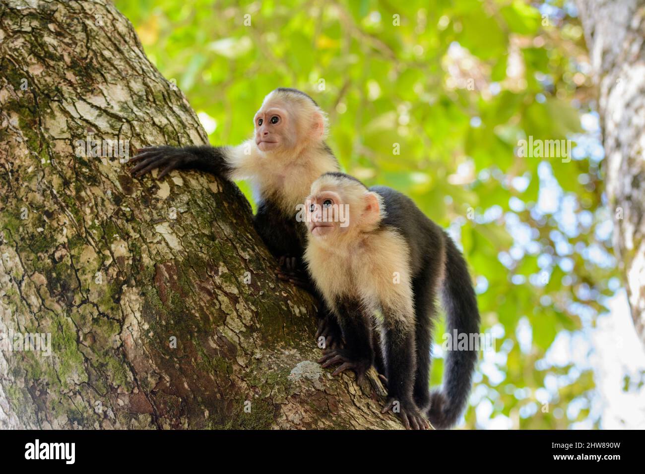 Deux capucins panaméens à fond blanc (imitateur Cebus), Parc national Manuel Antonio, province de Puntarenas, Quepos, Costa Rica, Amérique centrale. Banque D'Images