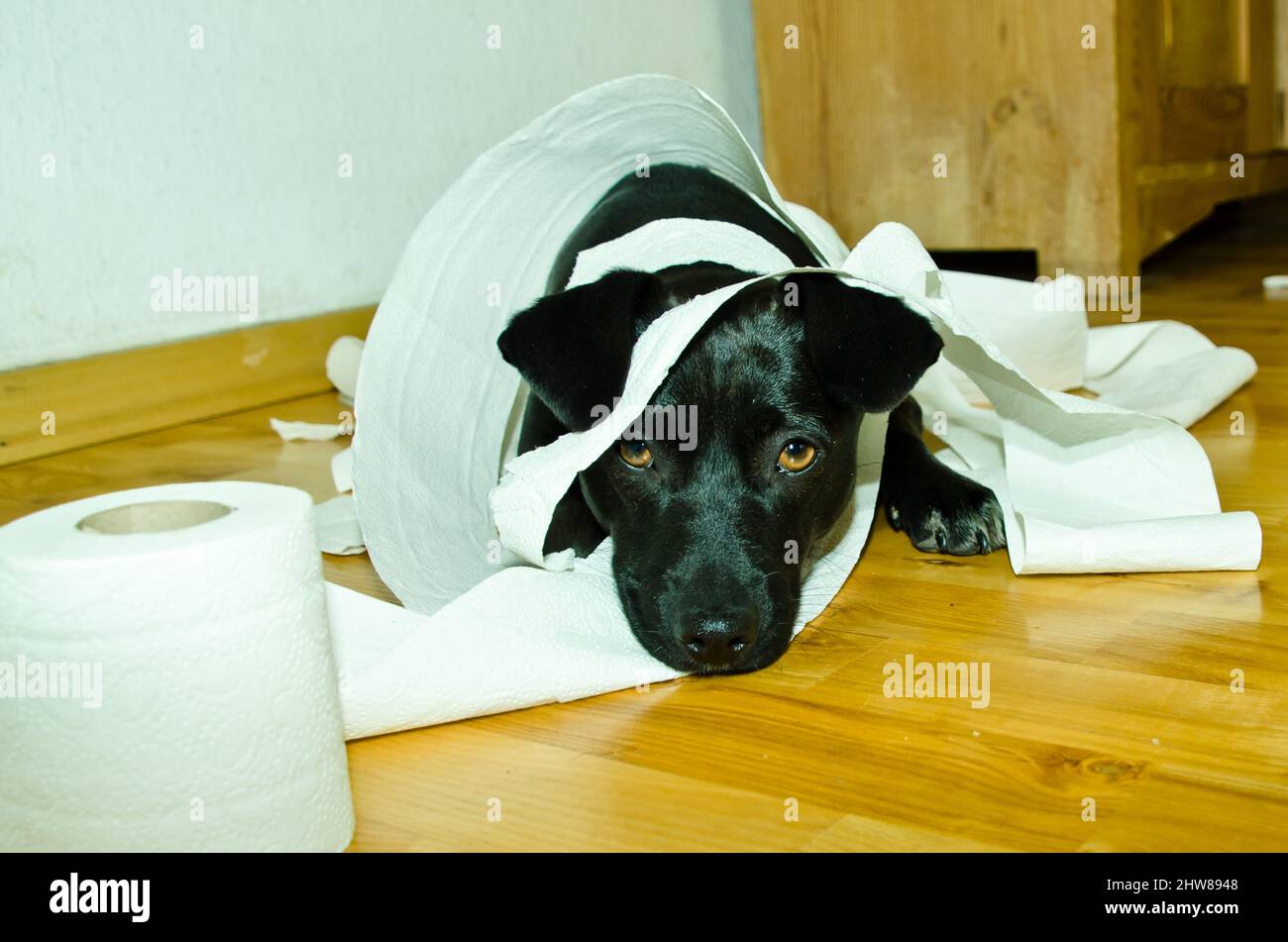un joli petit chien noir jouant avec du papier toilette Banque D'Images