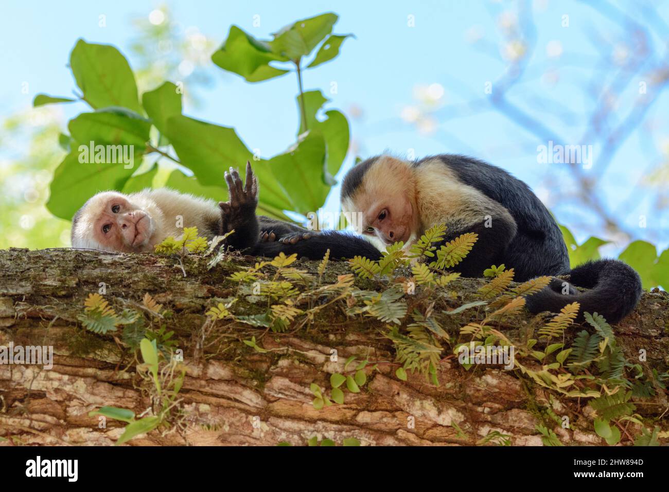 Deux capucins panaméens à fond blanc (imitateur Cebus), Parc national Manuel Antonio, province de Puntarenas, Quepos, Costa Rica, Amérique centrale. Banque D'Images