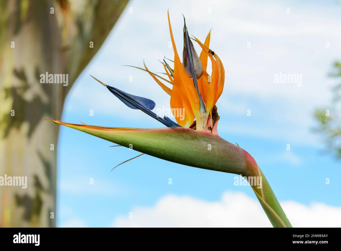 Fleur d'oiseau de paradis (Strelitzia reginae) au Costa Rica, en Amérique centrale. Également connu sous le nom de fleur de grue ou Lily de grue Banque D'Images